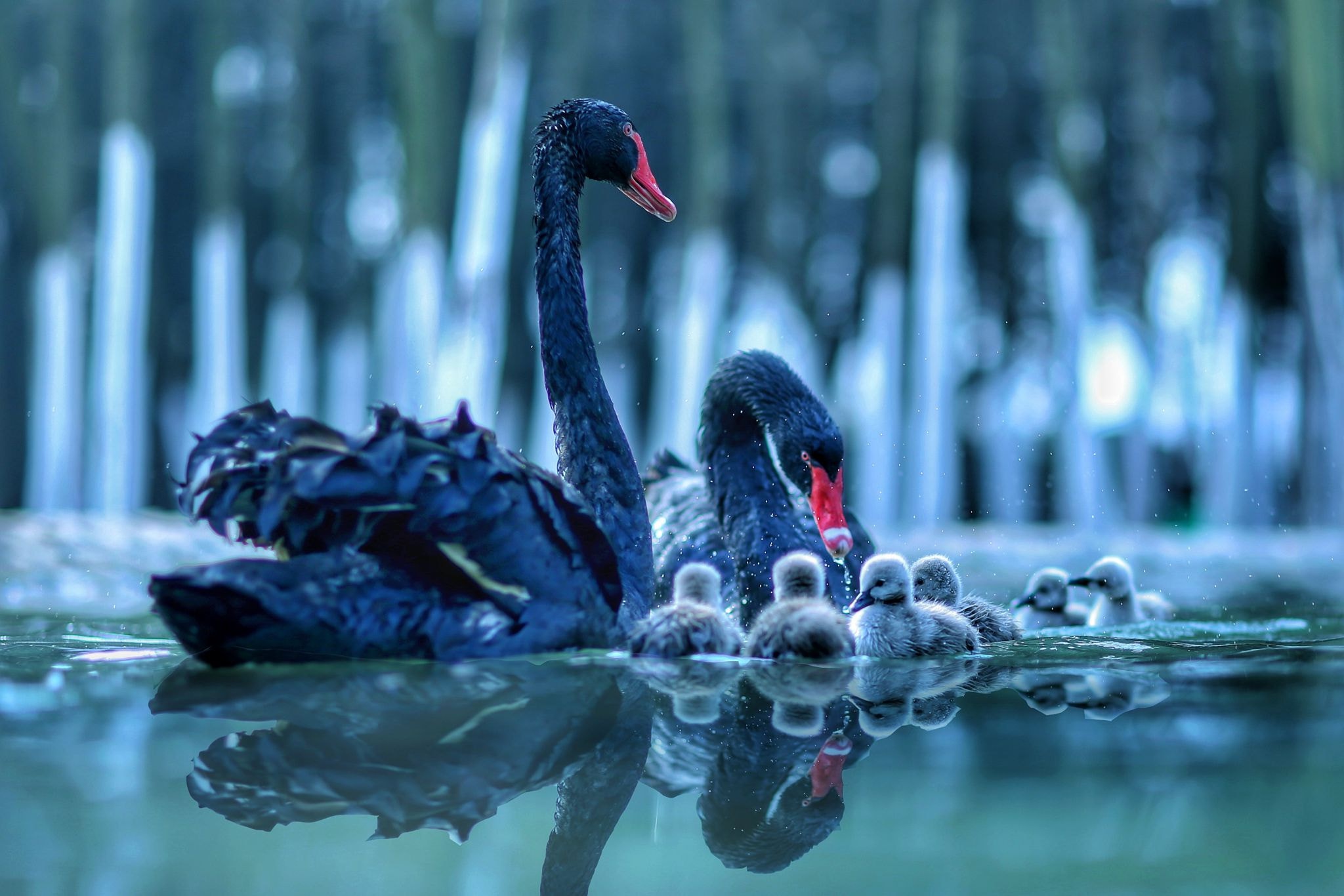 Download mobile wallpaper Birds, Water, Reflection, Bird, Animal, Swan, Black Swan, Baby Animal for free.