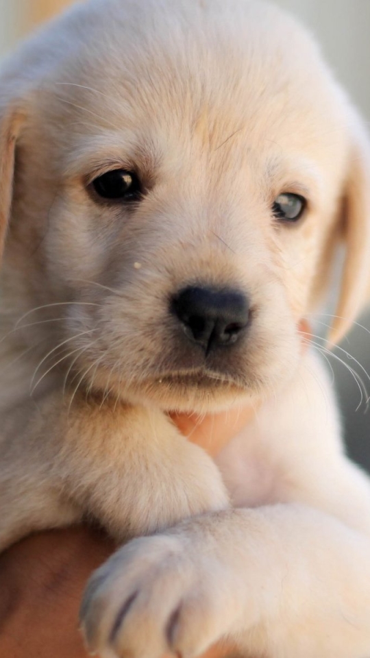 Download mobile wallpaper Dogs, Dog, Close Up, Animal, Puppy, Labrador, Cute, Labrador Retriever for free.