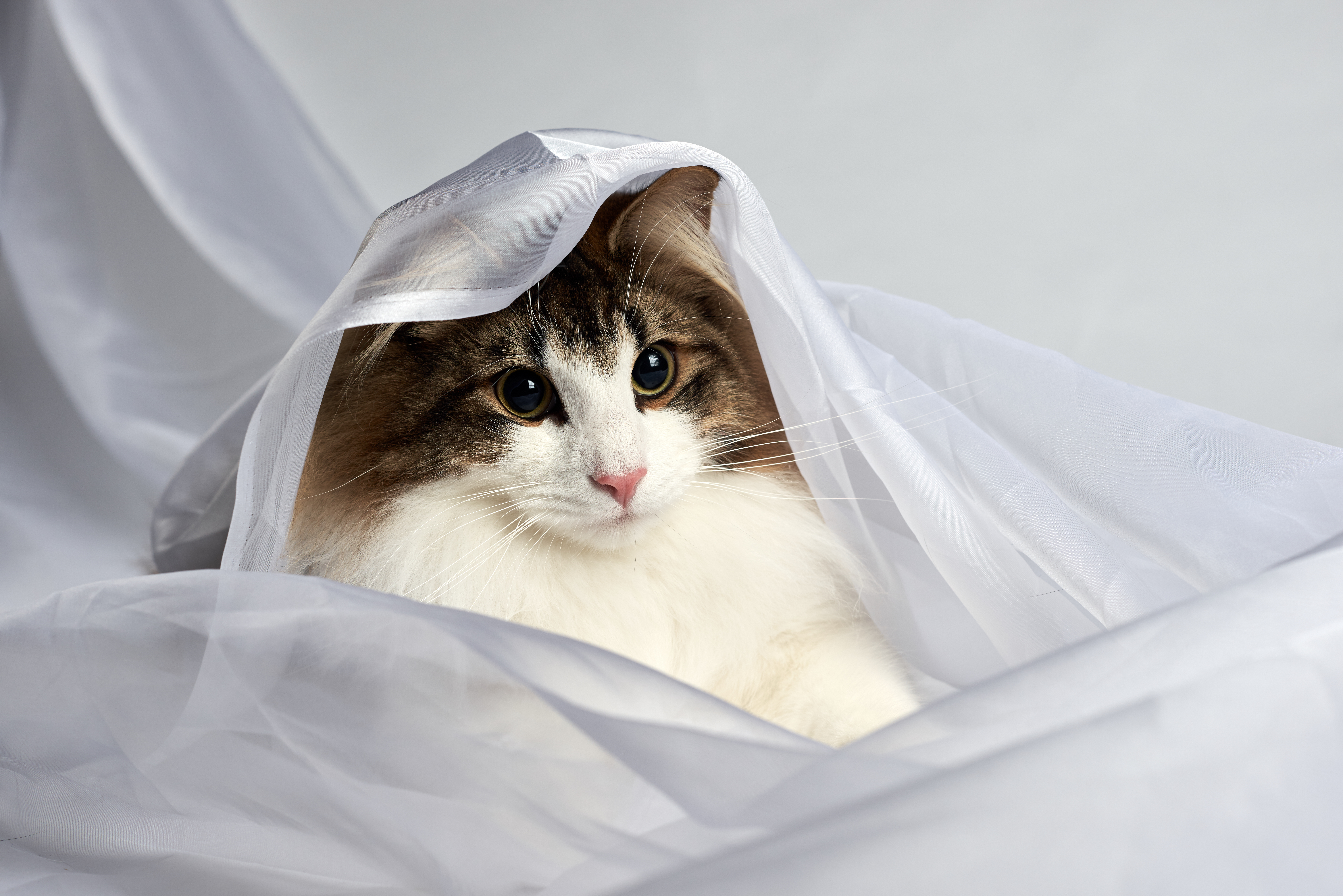 Free download wallpaper Cats, Cat, Animal, Veil on your PC desktop