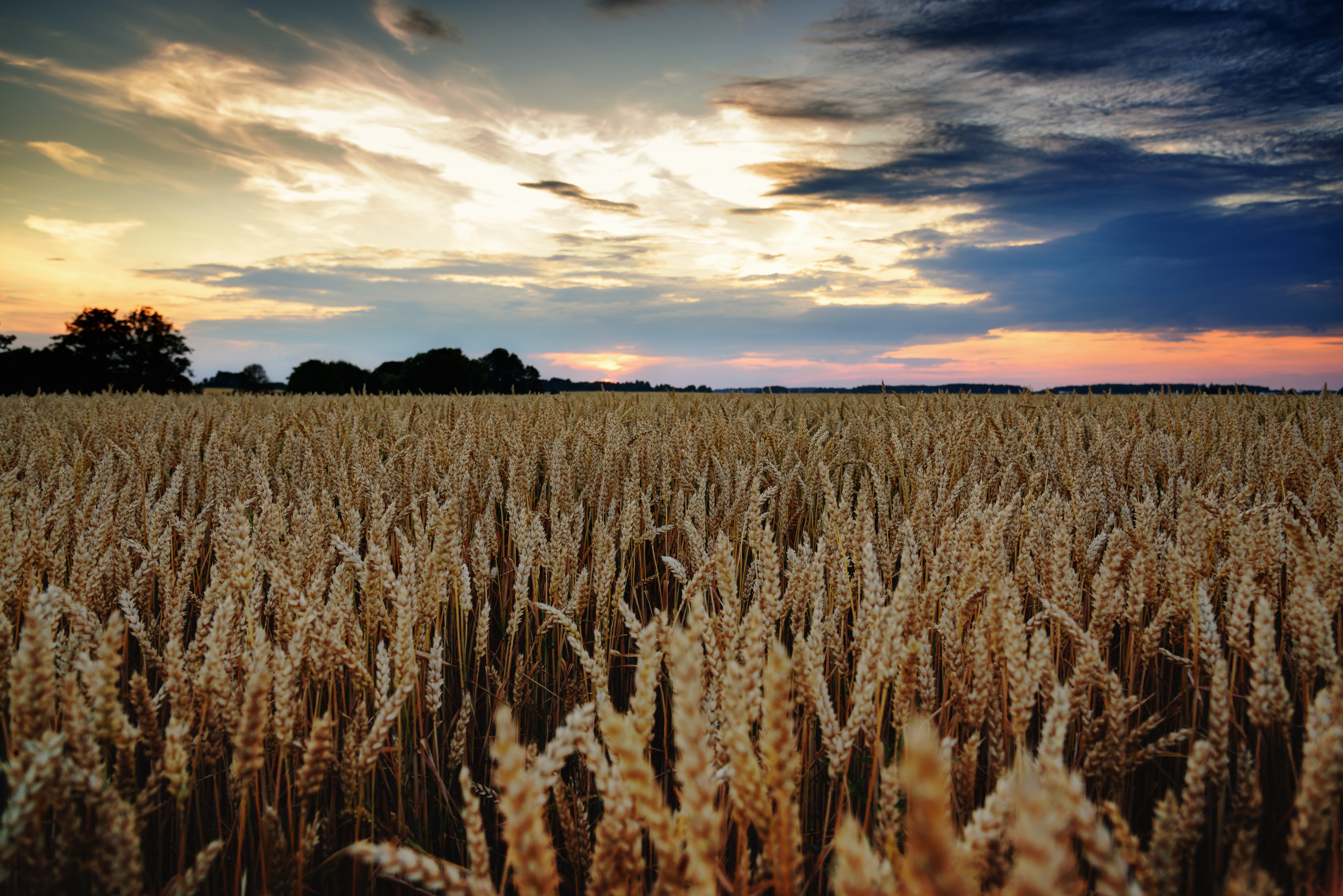 Free download wallpaper Nature, Summer, Wheat, Earth, Field on your PC desktop