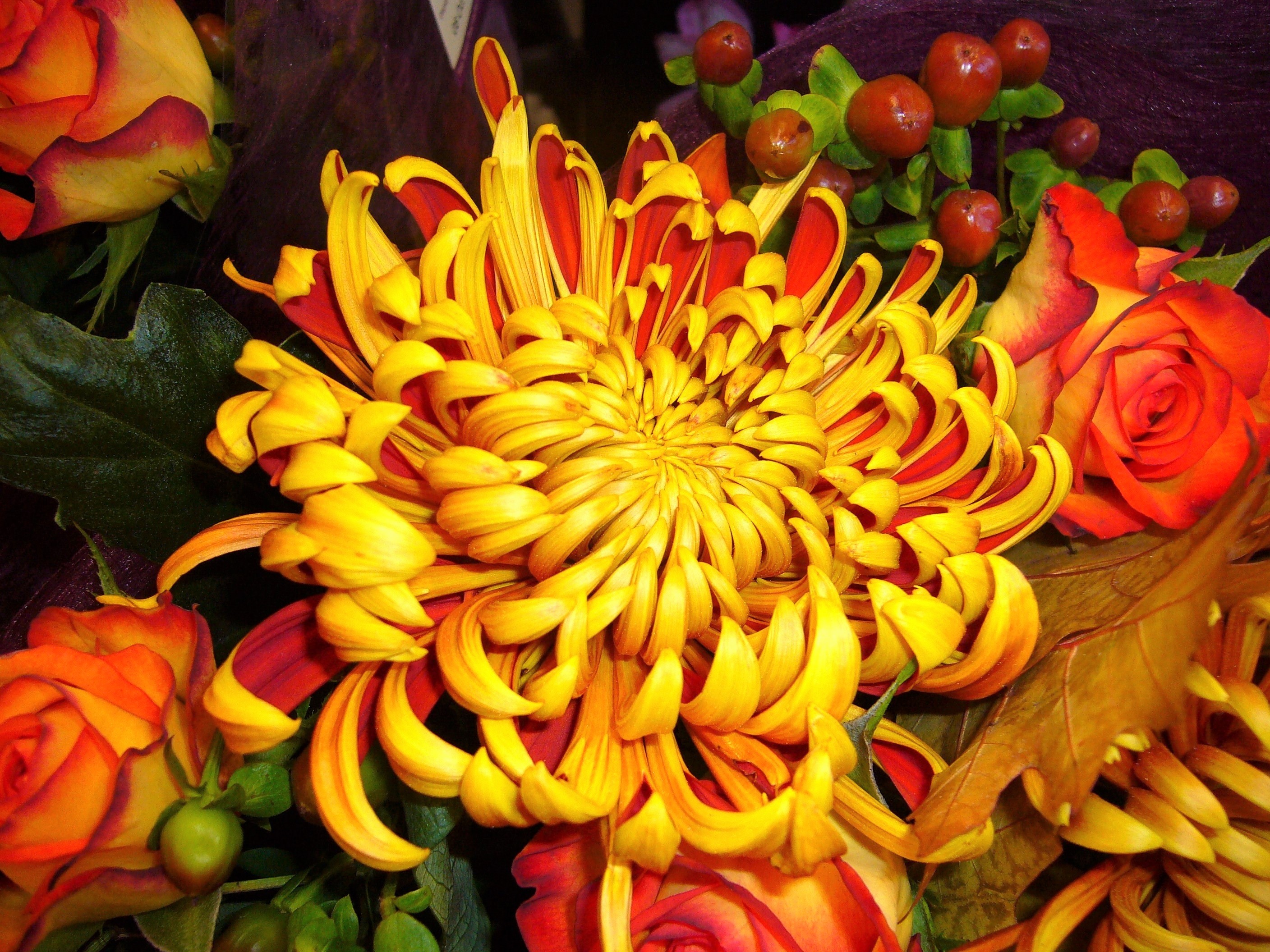 Handy-Wallpaper Blumen, Blume, Gelbe Blume, Erde/natur, Chrysanthemen kostenlos herunterladen.