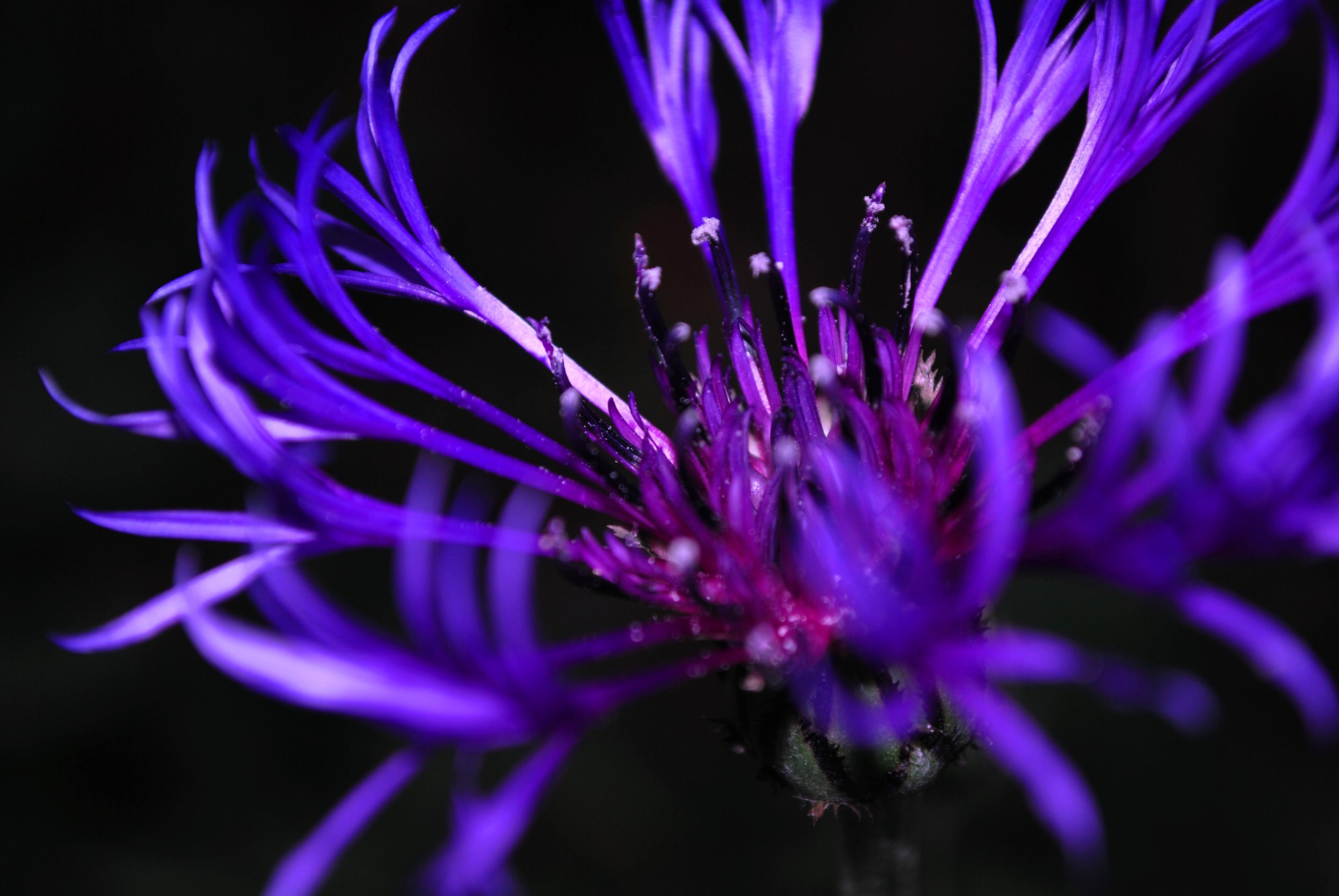 Laden Sie das Blumen, Blume, Erde/natur-Bild kostenlos auf Ihren PC-Desktop herunter