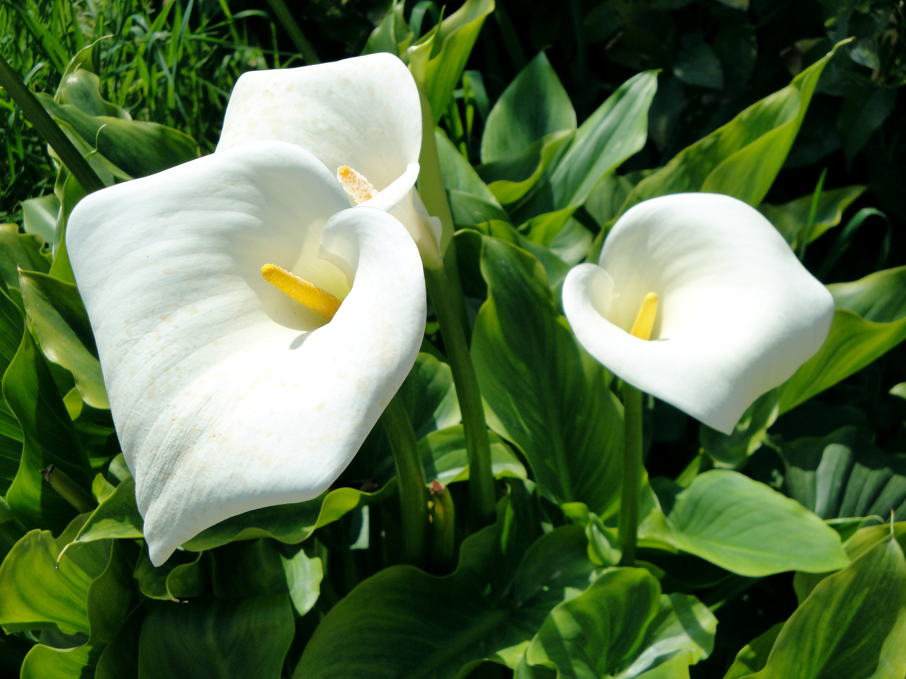 Descarga gratis la imagen Flores, Flor, Flor Blanca, Tierra/naturaleza, Lirio De Cala en el escritorio de tu PC