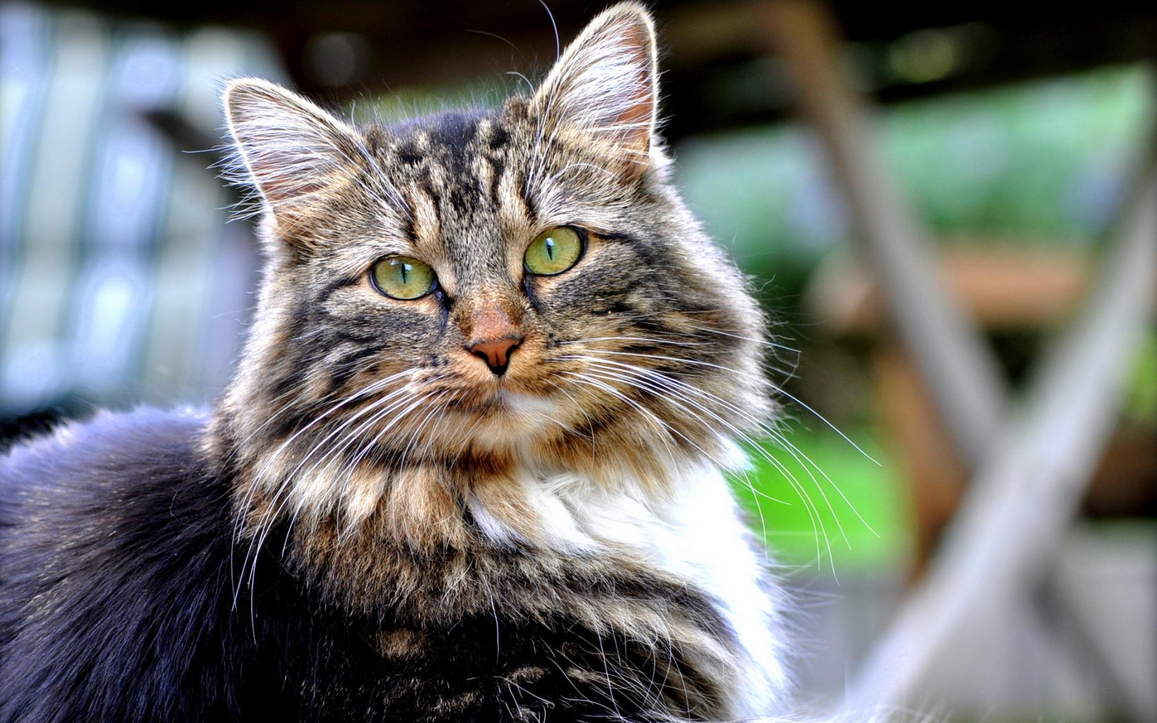 280179 Protetores de tela e papéis de parede Gatos em seu telefone. Baixe  fotos gratuitamente