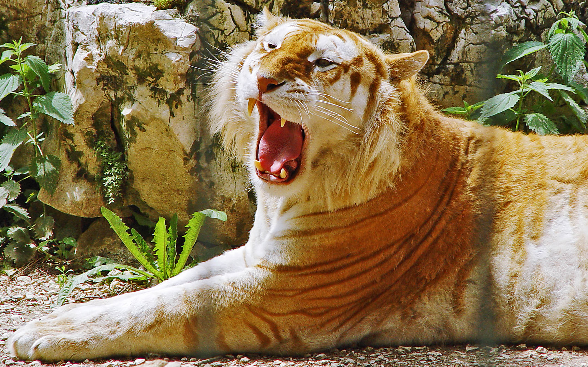 Téléchargez gratuitement l'image Animaux, Chats, Tigre sur le bureau de votre PC