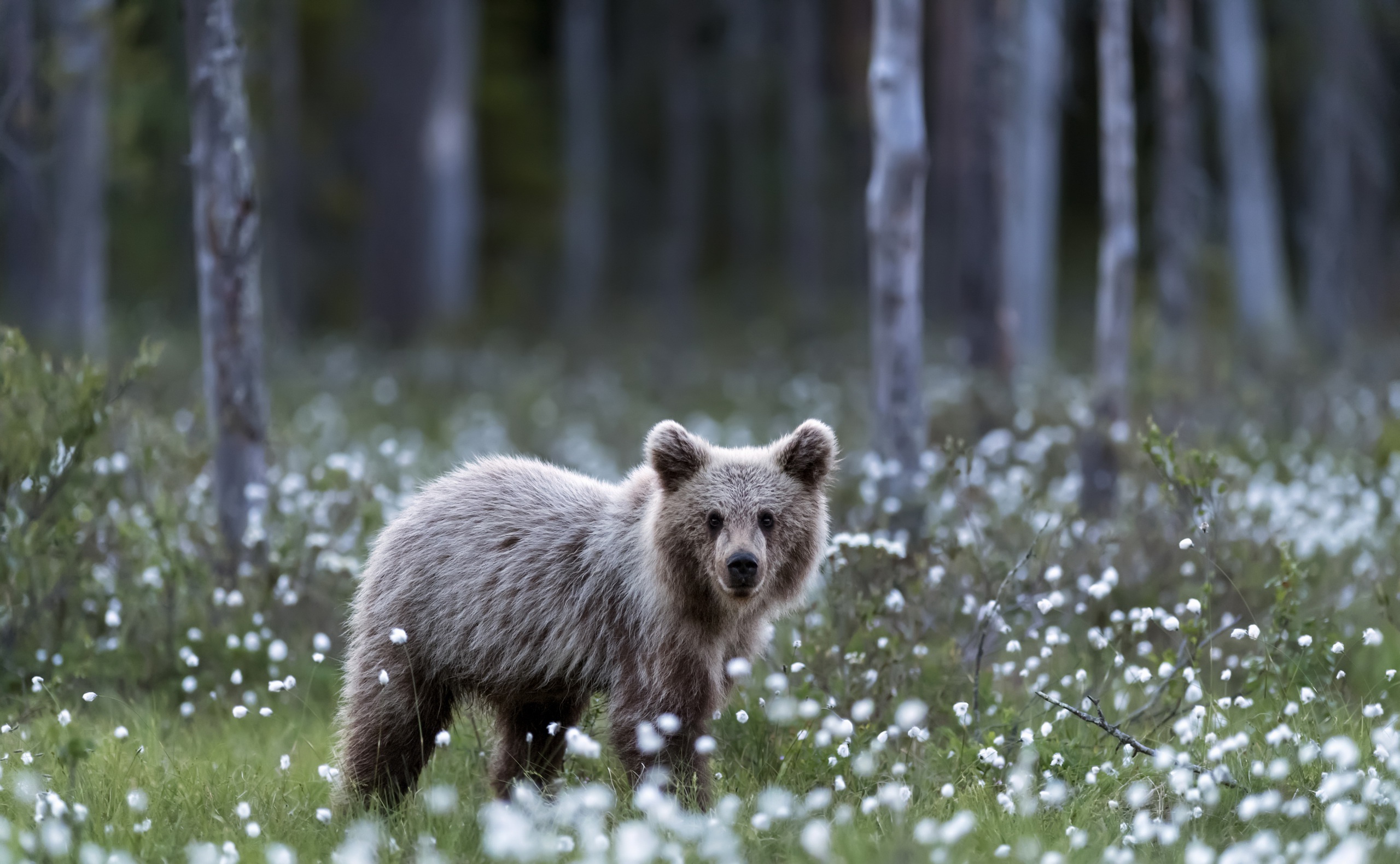 Download mobile wallpaper Bears, Bear, Animal, Baby Animal, Depth Of Field, Cub for free.