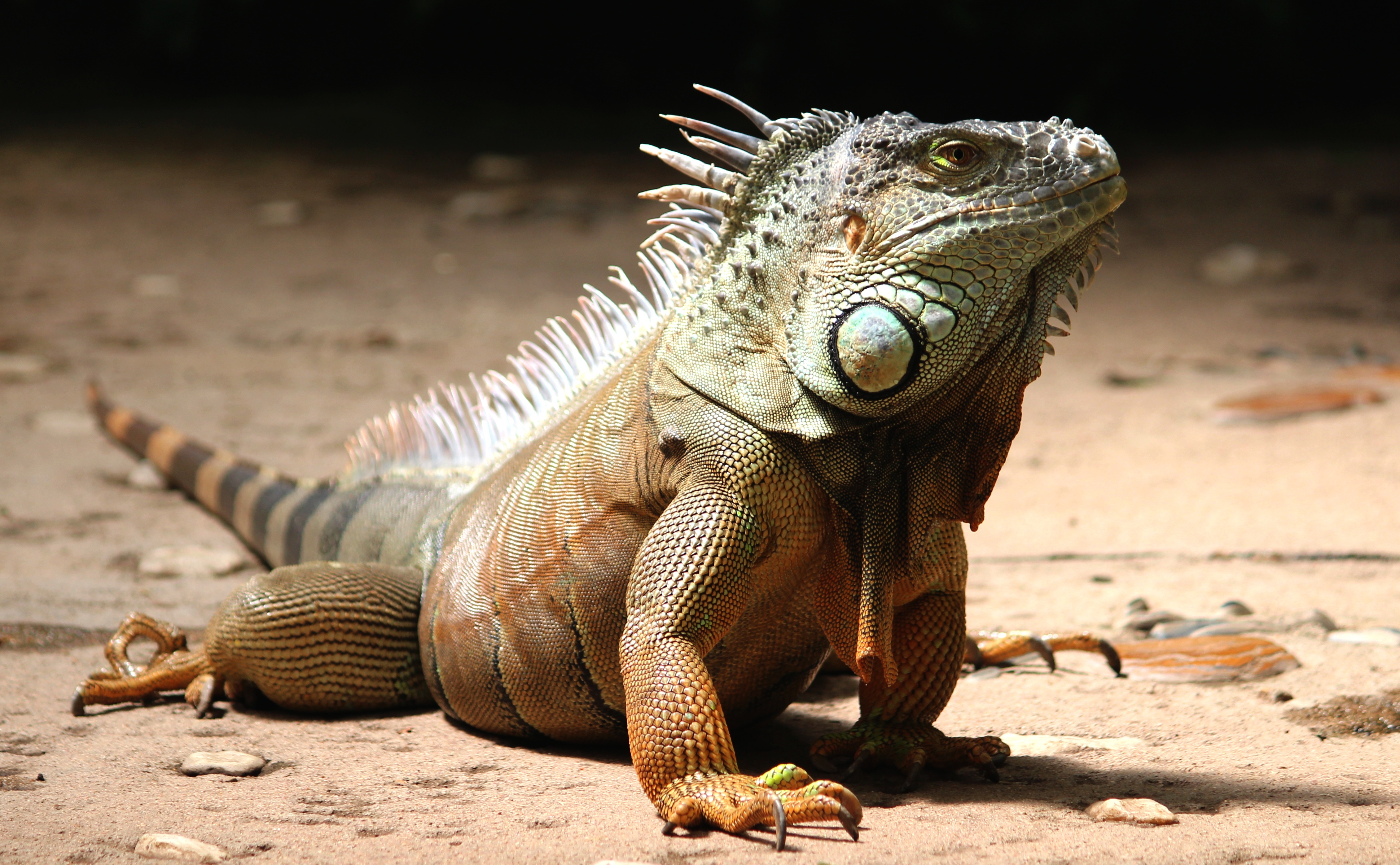 Laden Sie das Tiere, Eidechse, Reptil, Reptilien, Leguan-Bild kostenlos auf Ihren PC-Desktop herunter