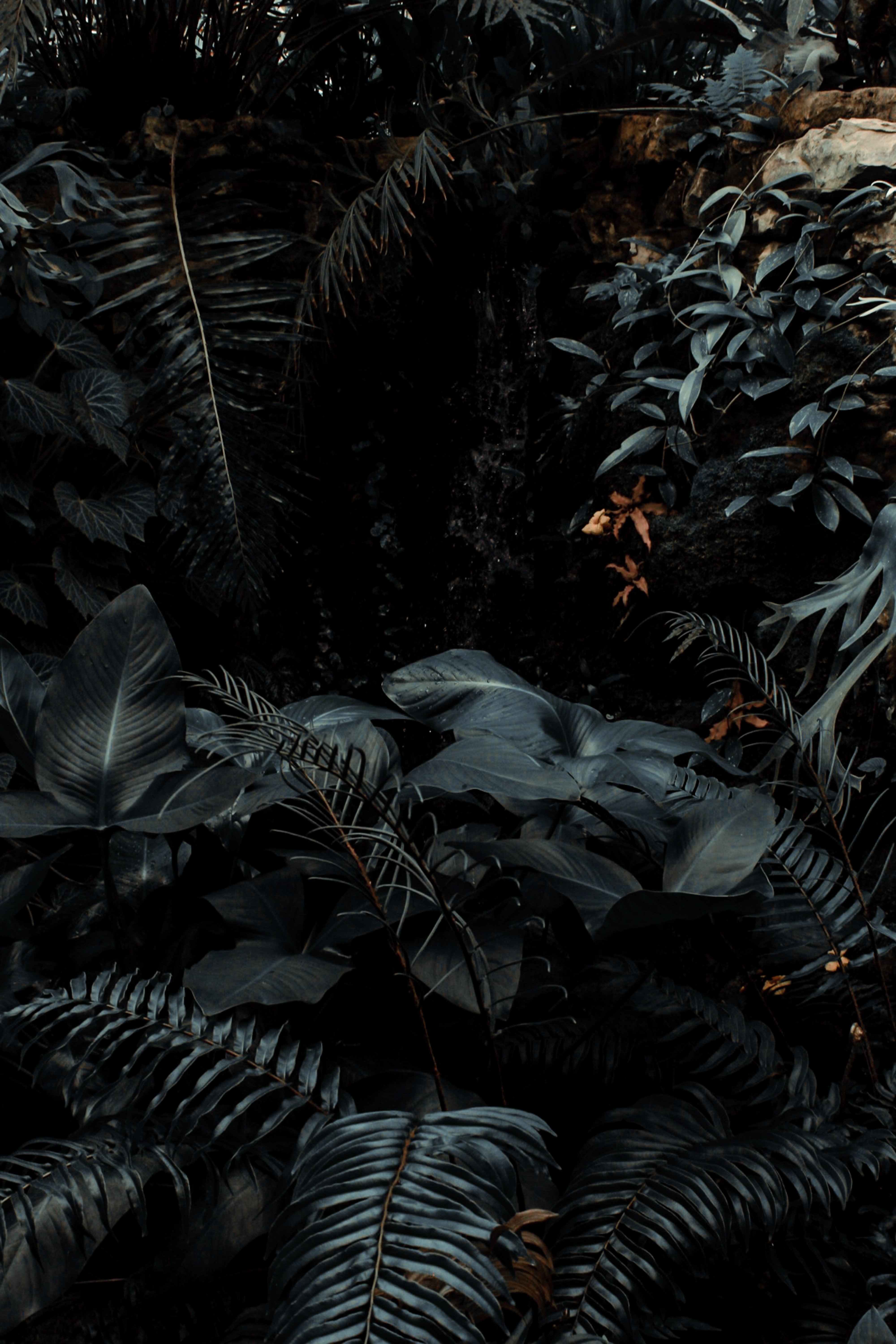 dark, tropical, bush, plants, nature, fern HD wallpaper