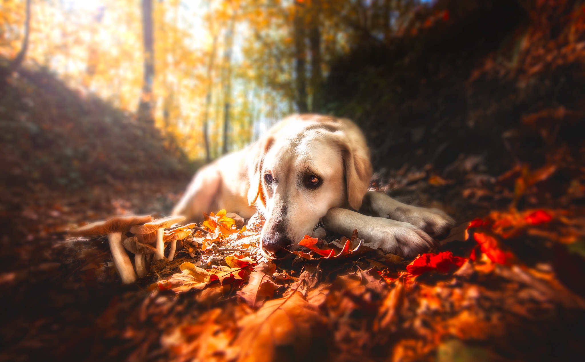 Free download wallpaper Dogs, Dog, Leaf, Fall, Animal, Mushroom, Sunny, Labrador Retriever, Resting, Depth Of Field on your PC desktop