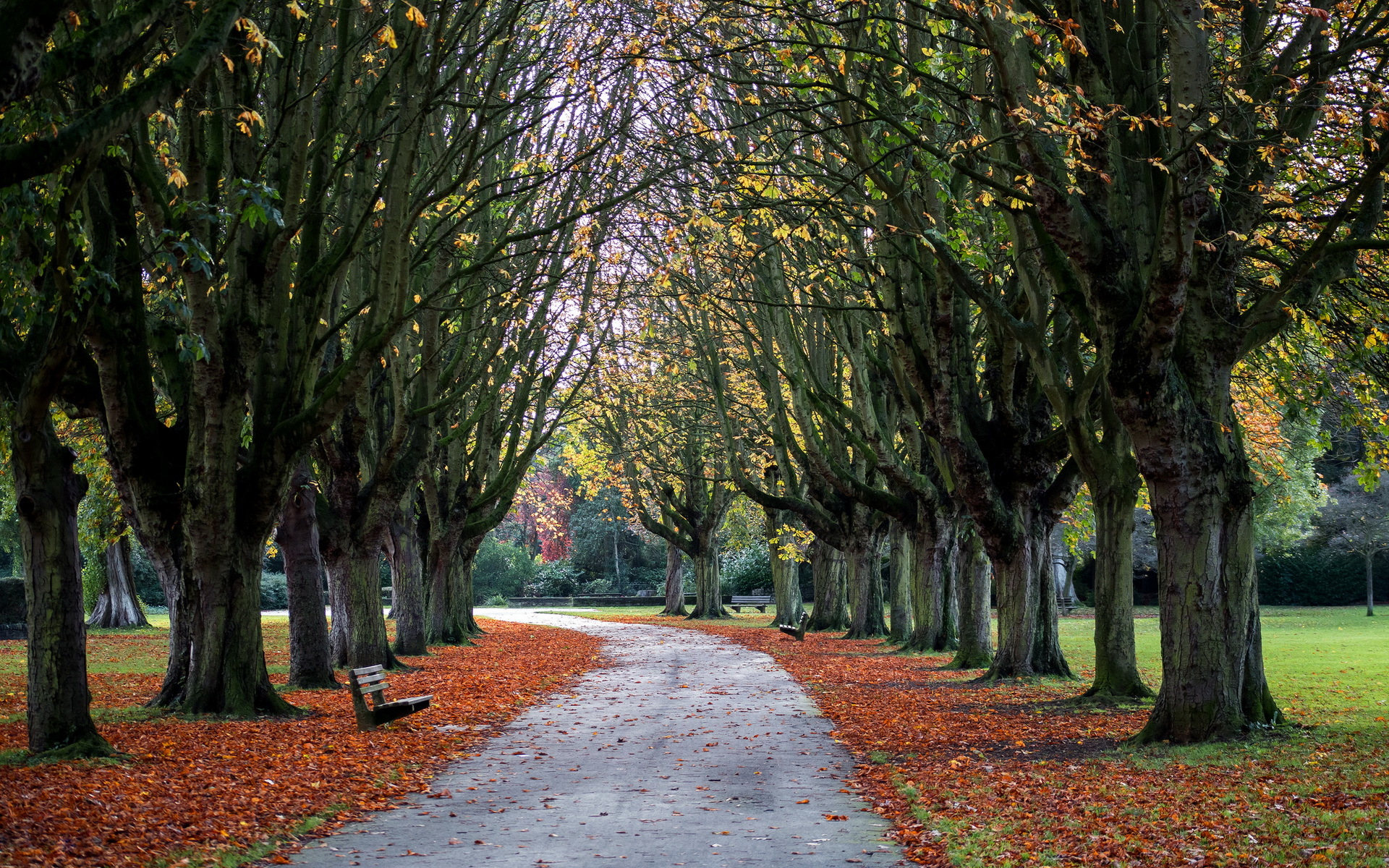 Free download wallpaper Park, Fall, Path, Photography, Tree Lined on your PC desktop