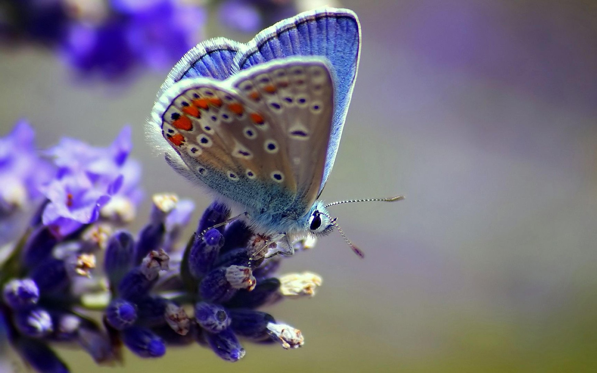 無料モバイル壁紙動物, 蝶, 花, 虫をダウンロードします。