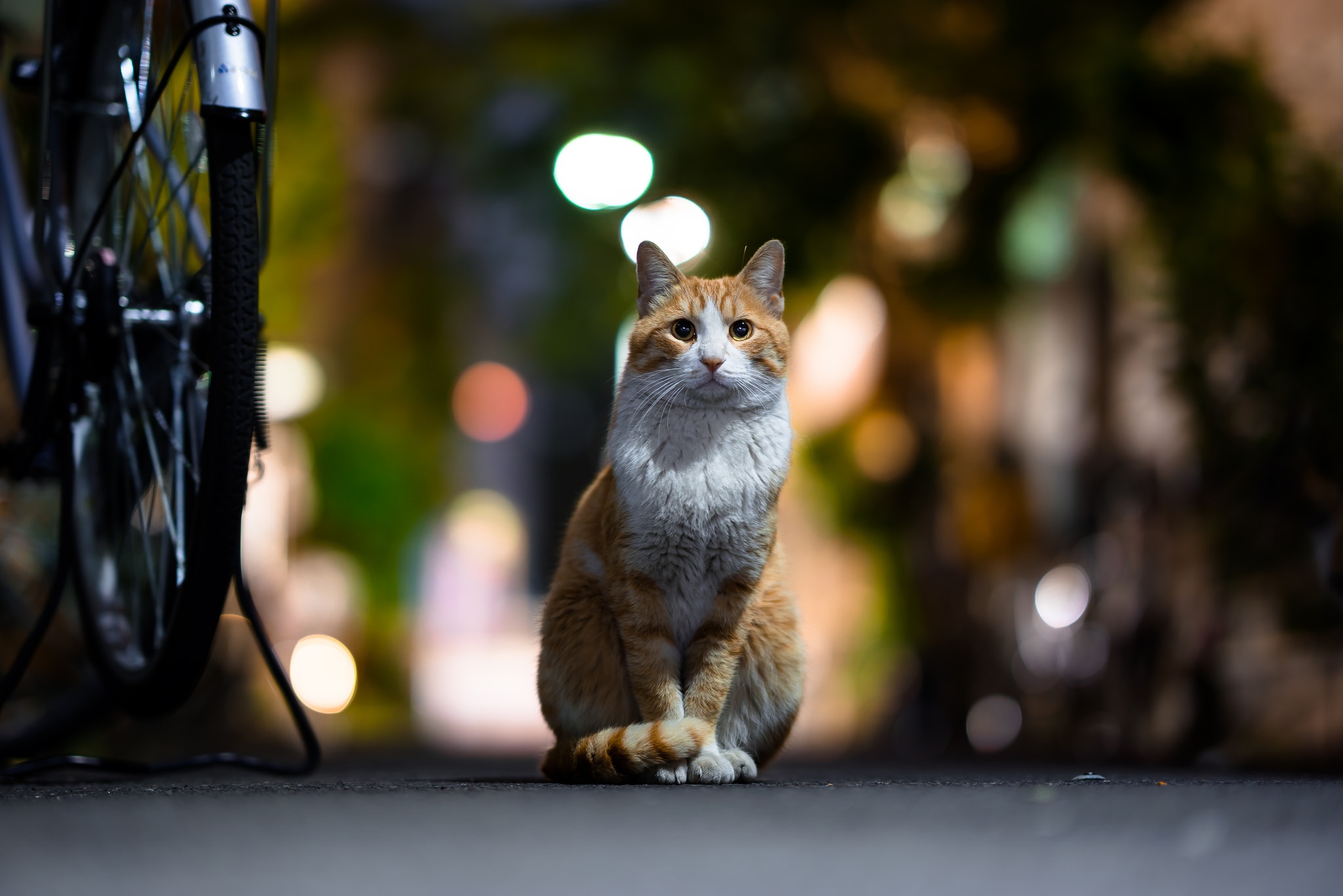 Download mobile wallpaper Cats, Cat, Animal, Stare, Depth Of Field for free.