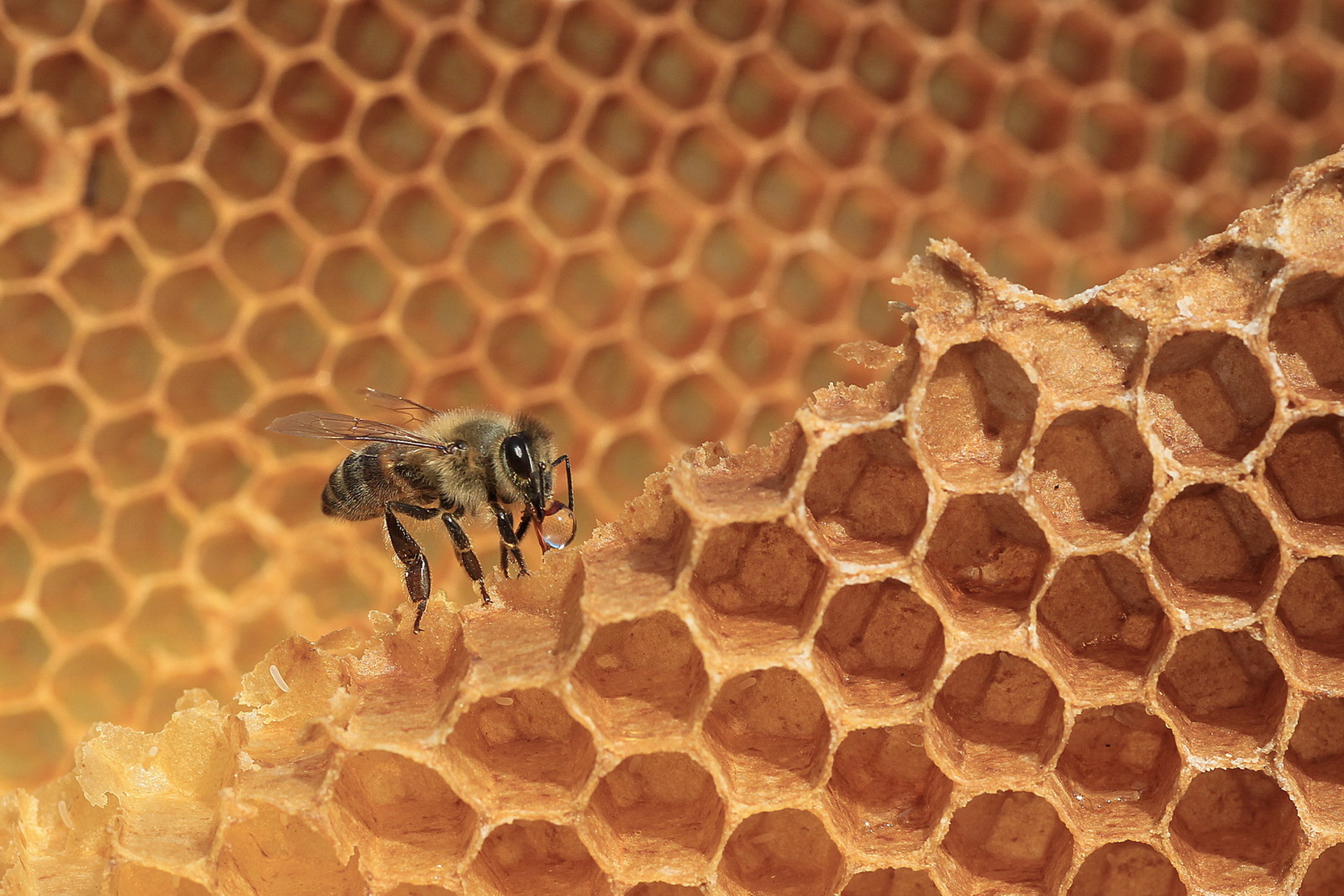 380045 descargar fondo de pantalla animales, abeja, panal, insecto, macrofotografía, insectos: protectores de pantalla e imágenes gratis