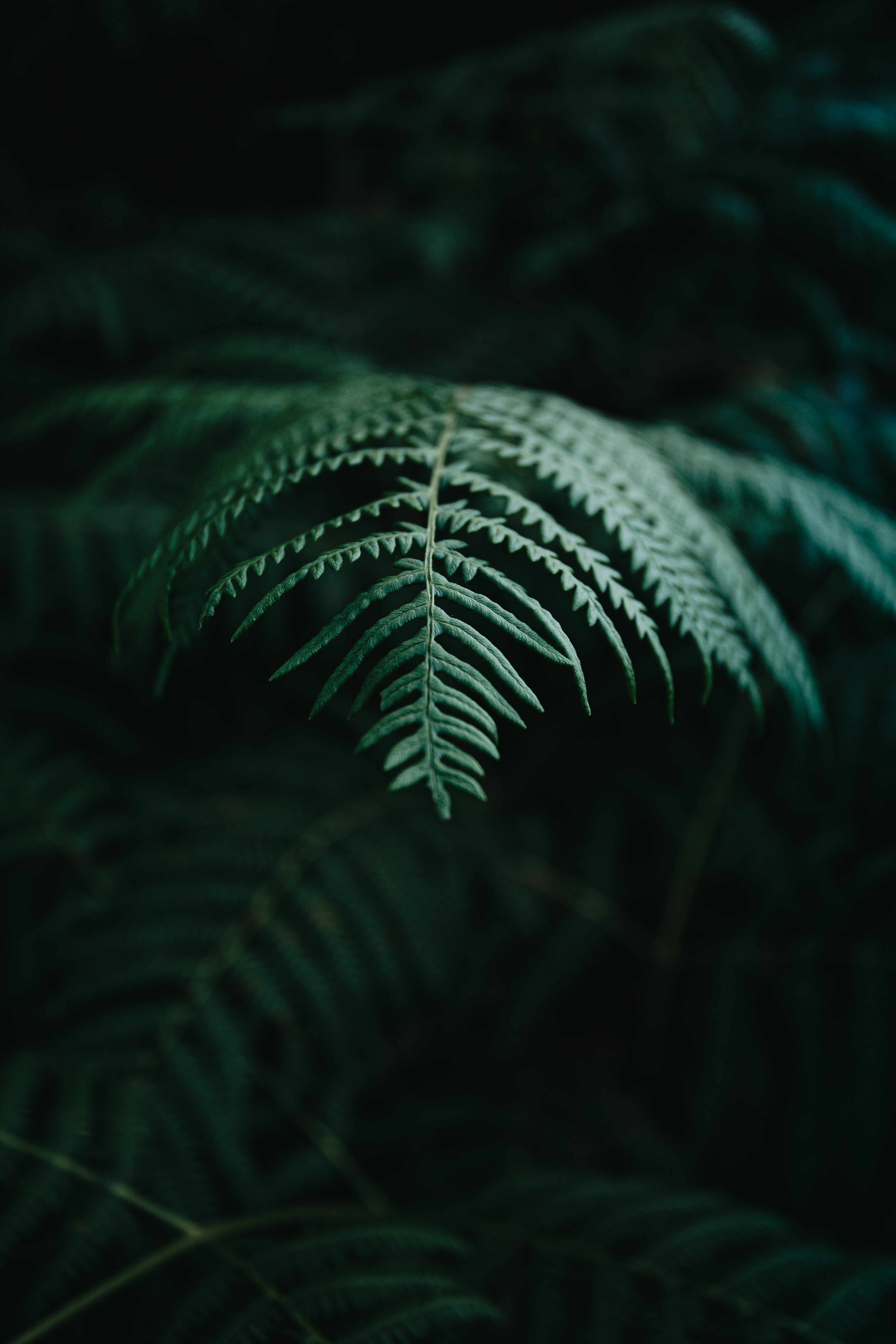 wallpapers plant, nature, macro, fern, branch