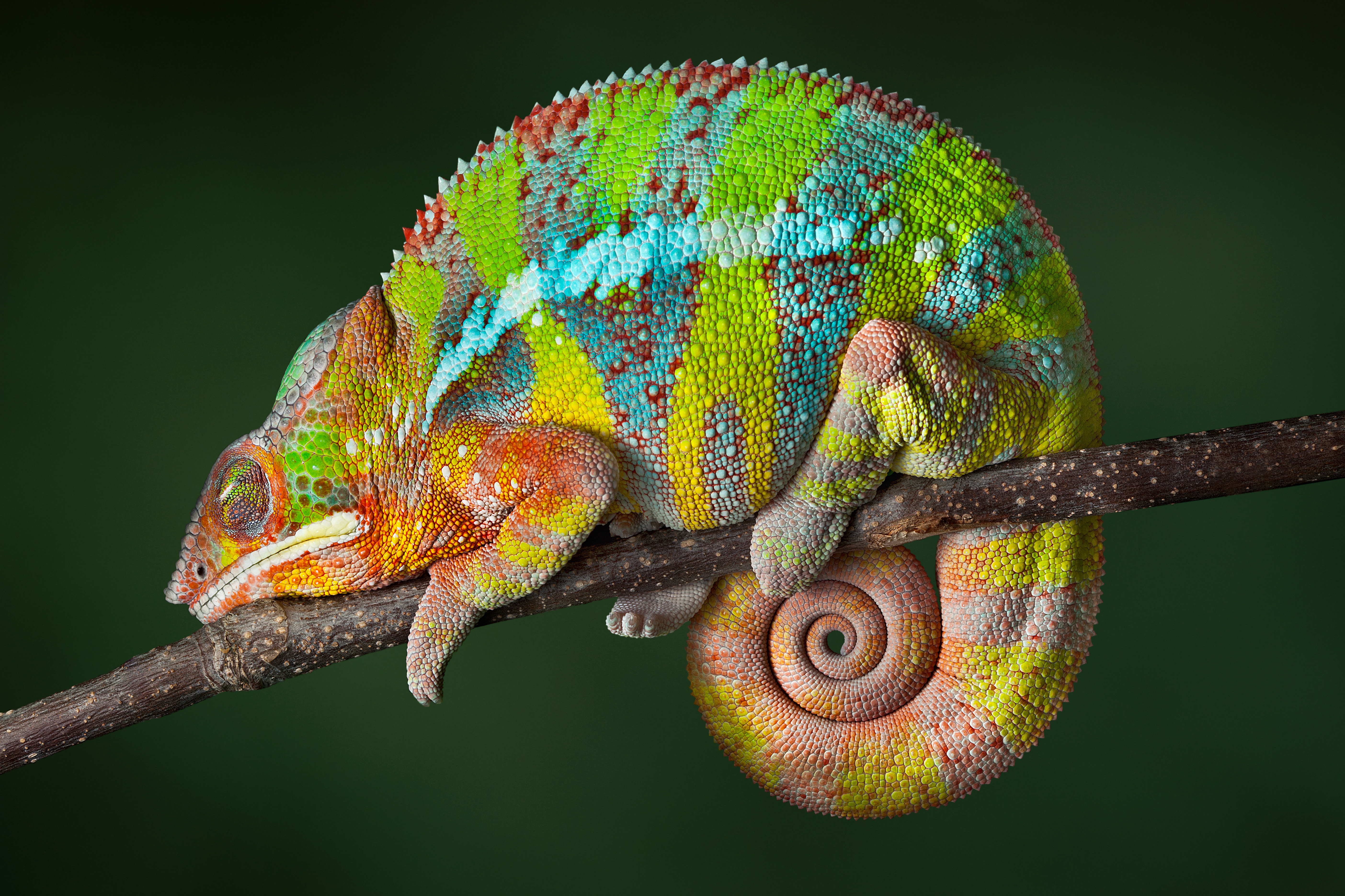 Descarga gratis la imagen Animales, Lagarto, Reptil, Camaleón, Reptiles, Dormido en el escritorio de tu PC