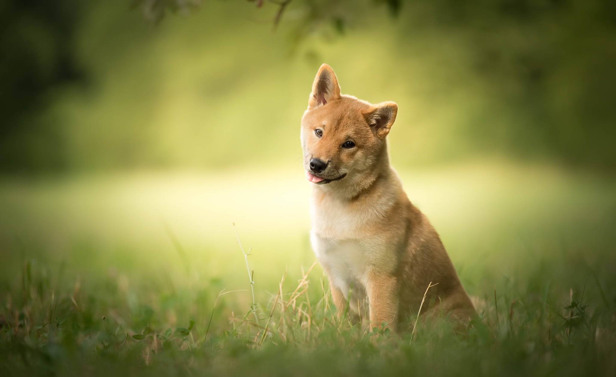 Download mobile wallpaper Dogs, Grass, Dog, Blur, Animal, Shiba Inu for free.