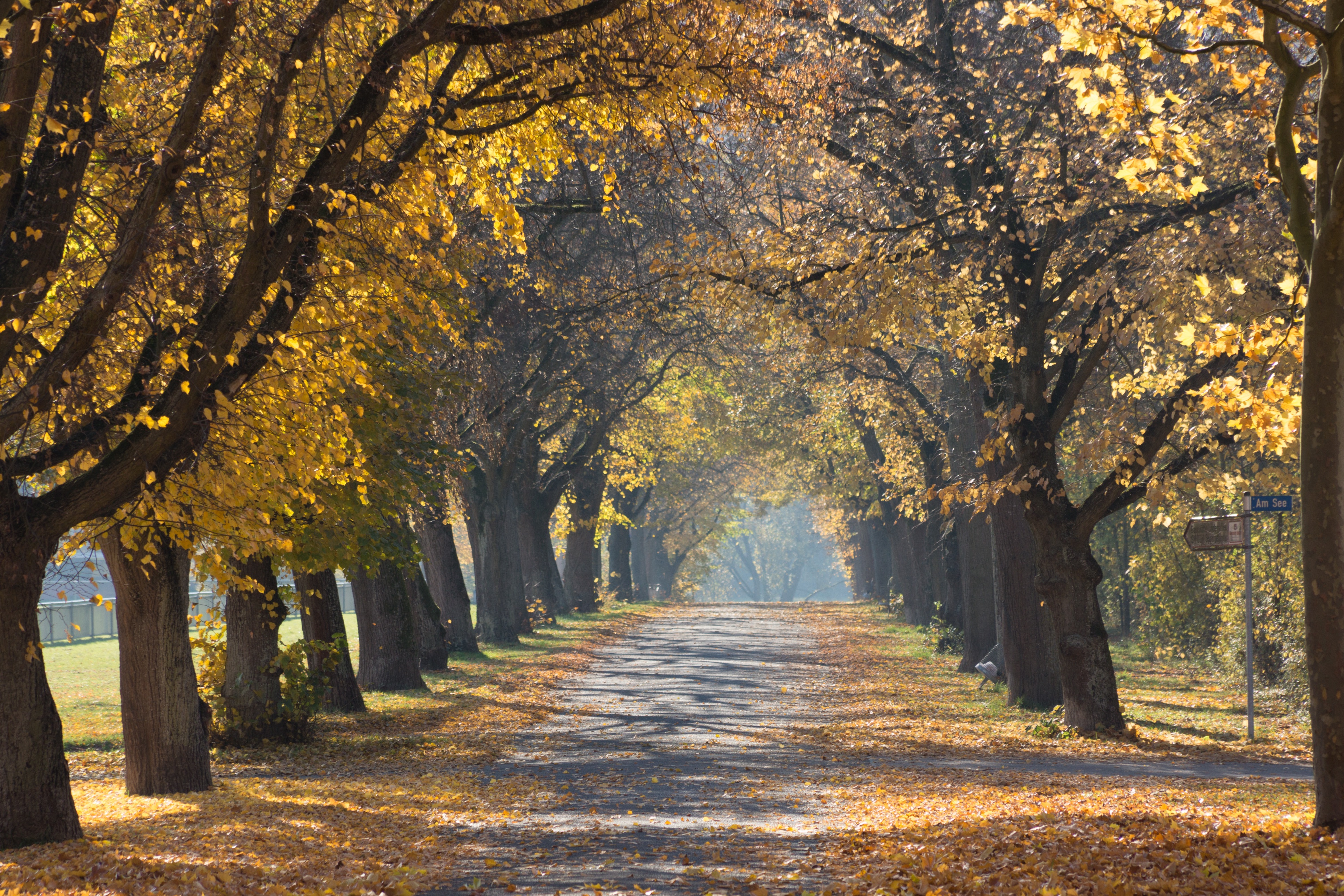 Laden Sie das Herbst, Straße, Baum, Menschengemacht, Von Bäumen Gesäumt-Bild kostenlos auf Ihren PC-Desktop herunter