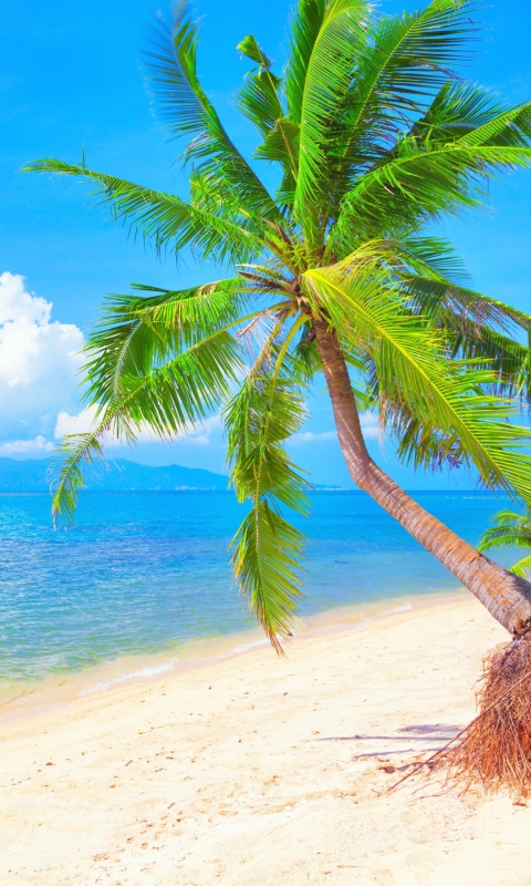 Descarga gratuita de fondo de pantalla para móvil de Cielo, Mar, Playa, Océano, Tropical, Tierra/naturaleza, Palmera, Tropico.