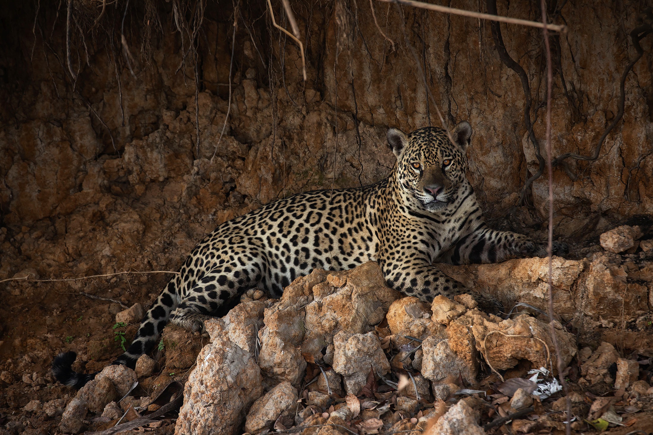 Laden Sie das Tiere, Katzen, Jaguar-Bild kostenlos auf Ihren PC-Desktop herunter