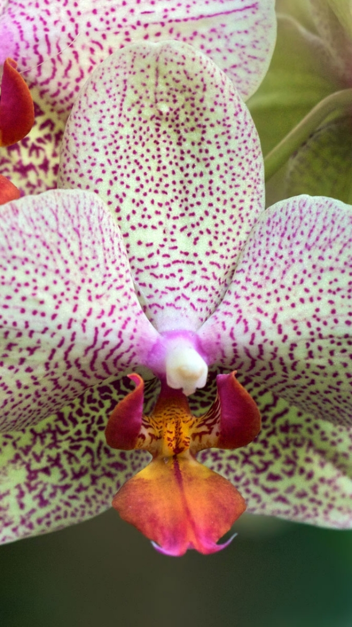 Handy-Wallpaper Blumen, Orchidee, Erde/natur kostenlos herunterladen.