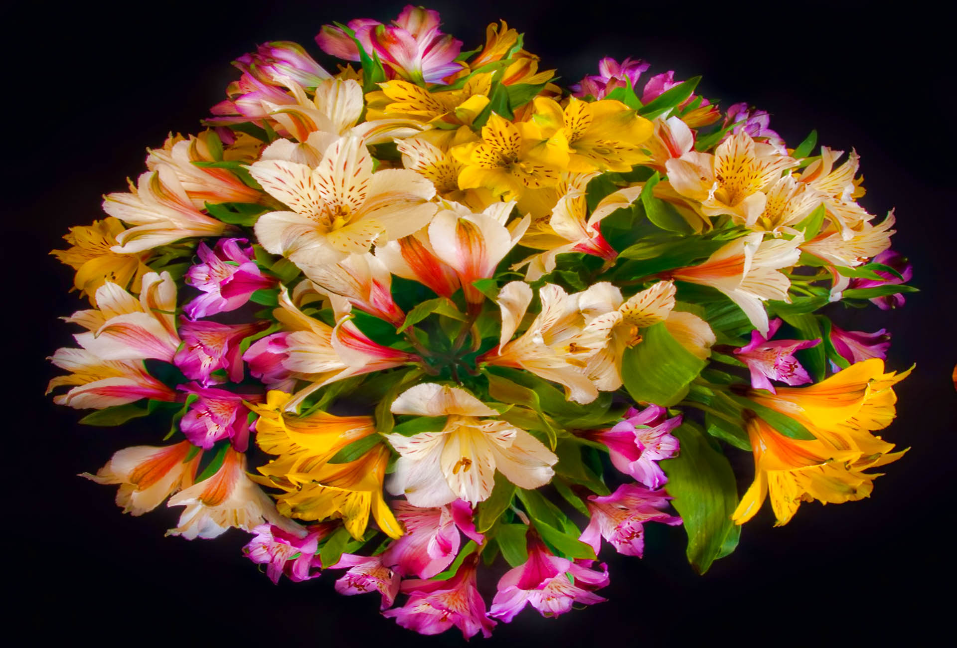 Free download wallpaper Flowers, Flower, Earth on your PC desktop
