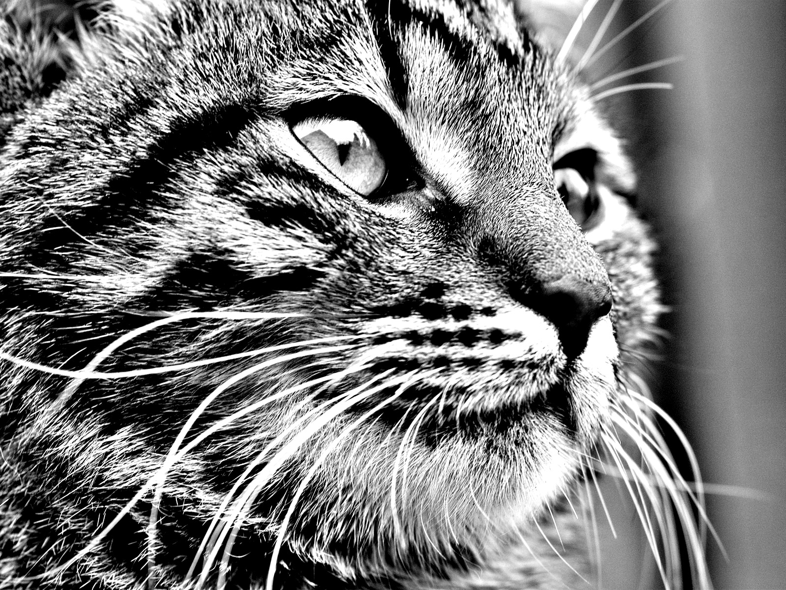 Descarga gratuita de fondo de pantalla para móvil de Cabeza, Gato, Gatos, Animales.