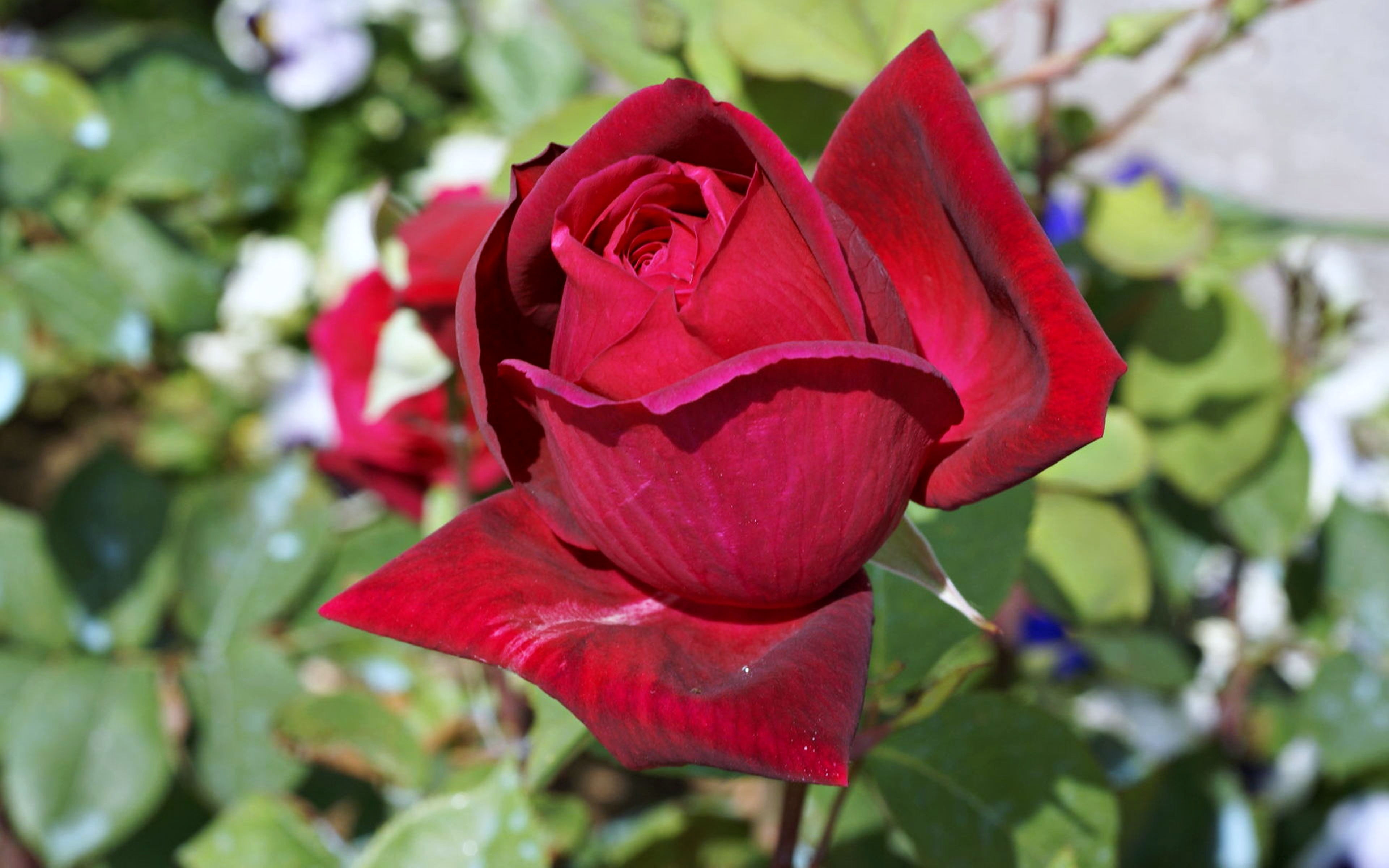 無料モバイル壁紙赤い花, 赤いバラ, 春, フラワーズ, 自然, 花, 薔薇, 地球をダウンロードします。