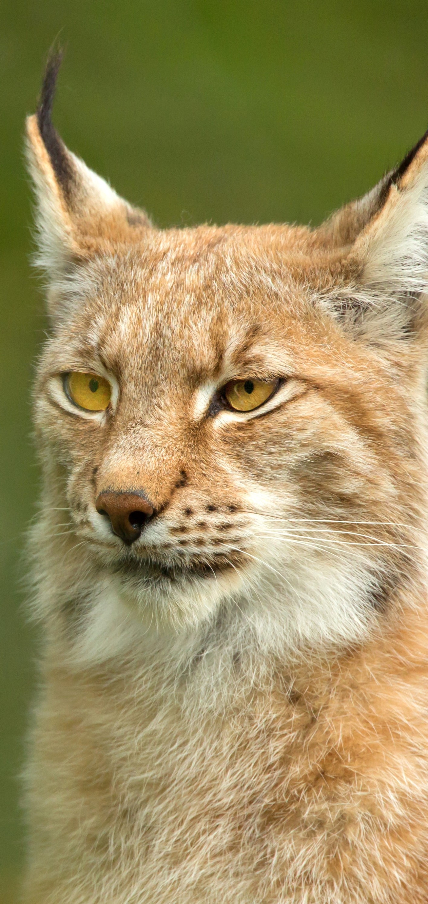 Téléchargez gratuitement l'image Animaux, Chats, Lynx sur le bureau de votre PC