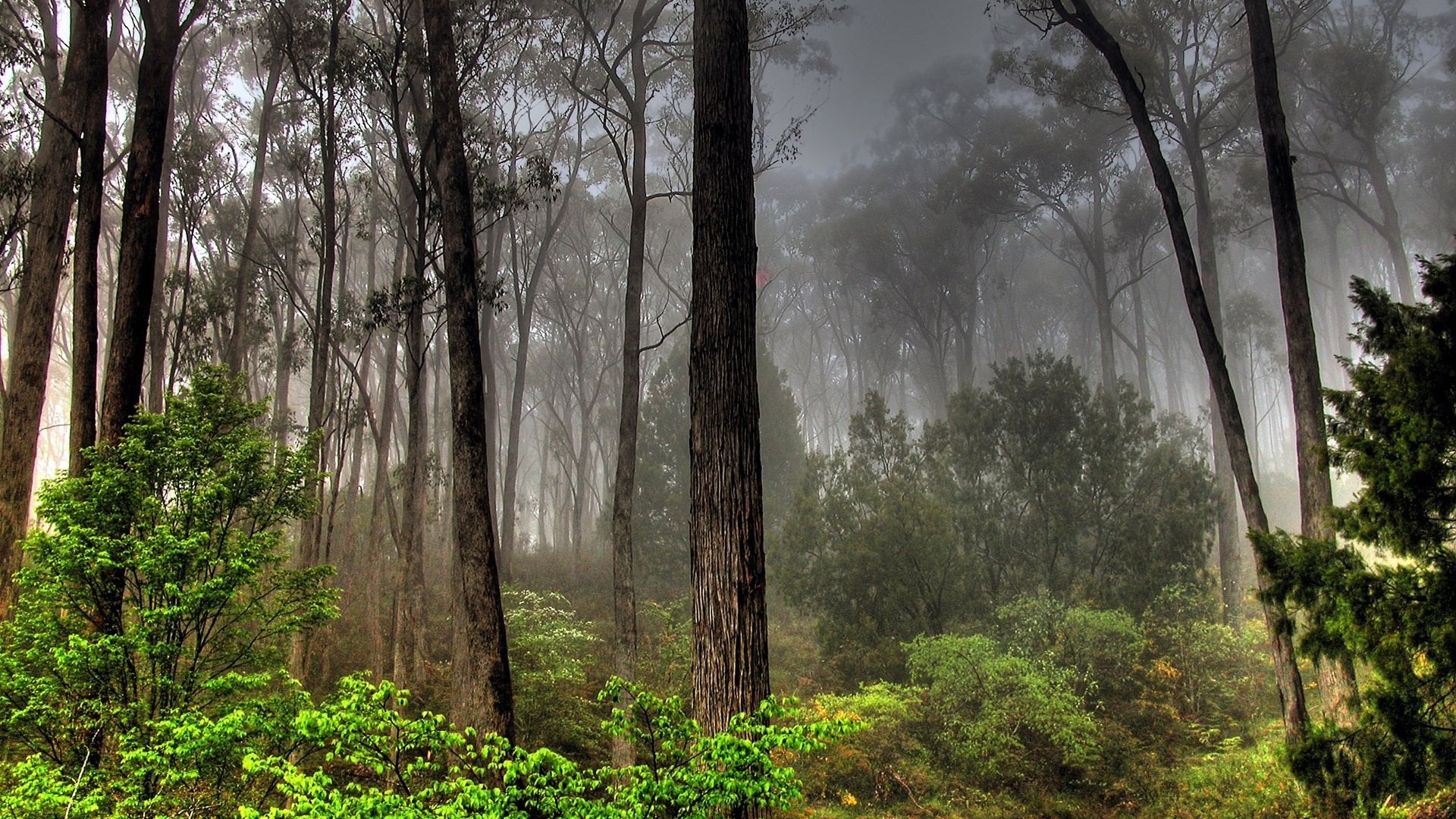 Free download wallpaper Forest, Earth on your PC desktop