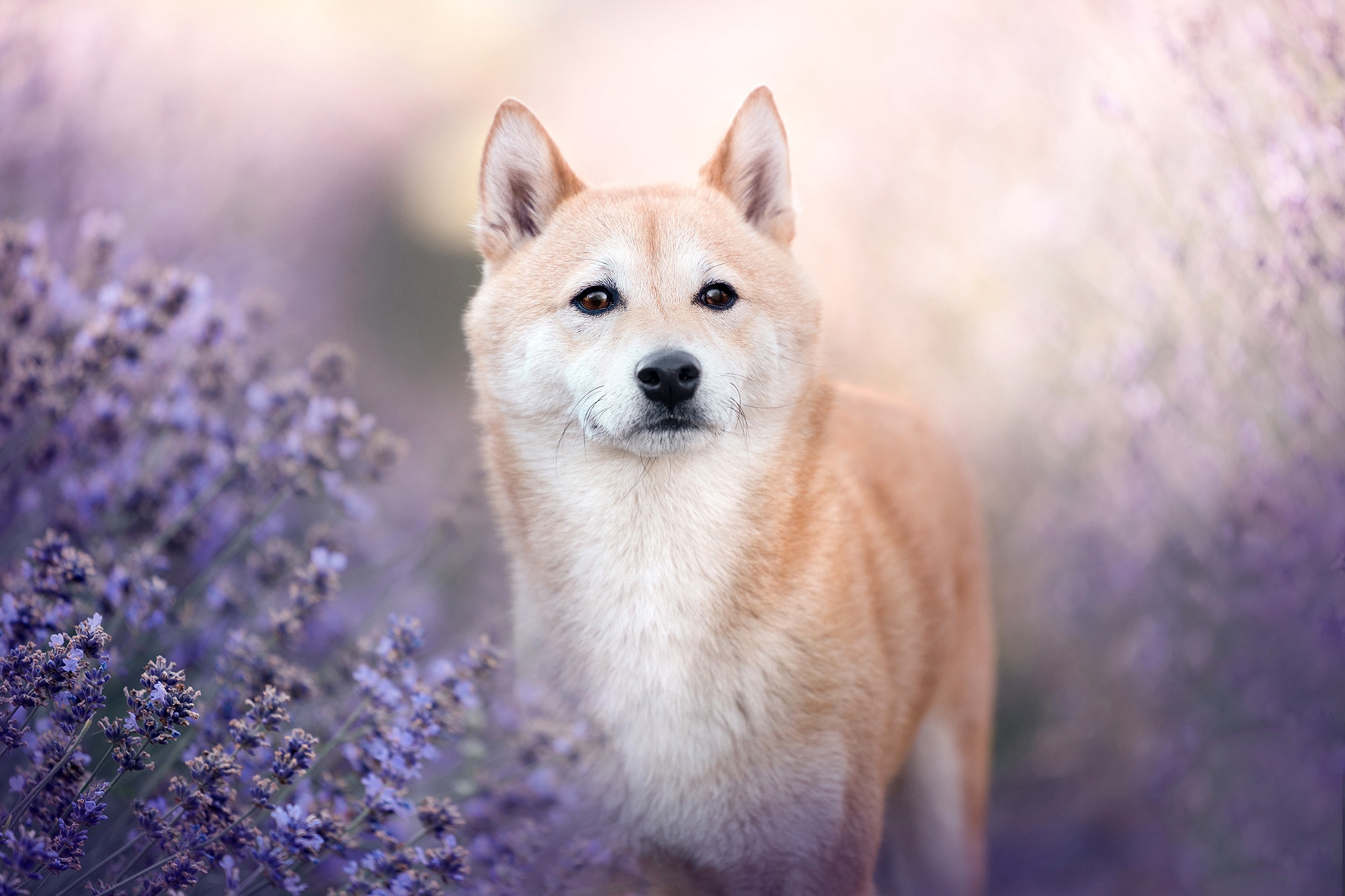 Download mobile wallpaper Dogs, Animal, Lavender, Shiba Inu for free.