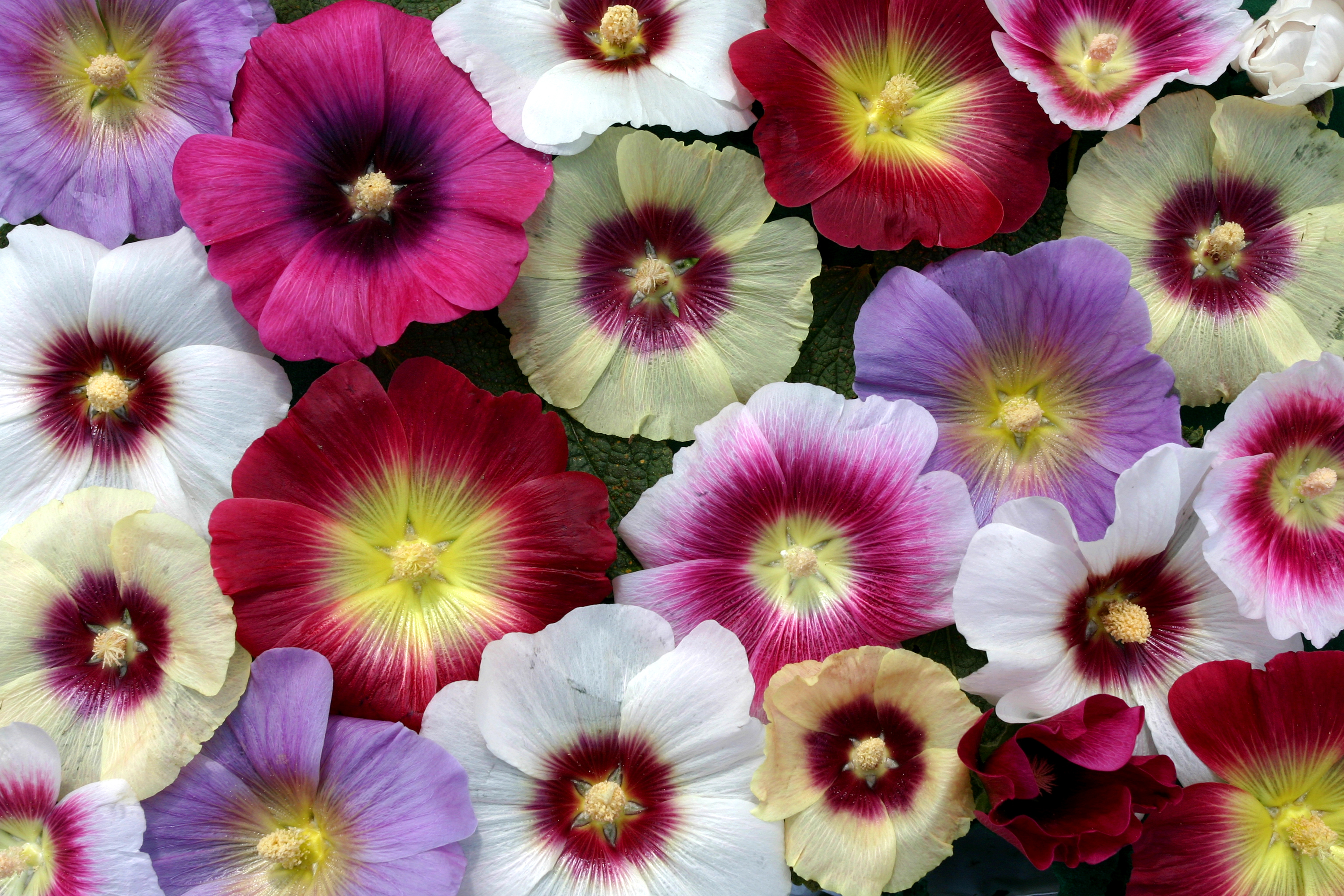 380369 baixar papel de parede terra/natureza, flor, colorido, cores, malva, flor rosa, flor branca, flores - protetores de tela e imagens gratuitamente