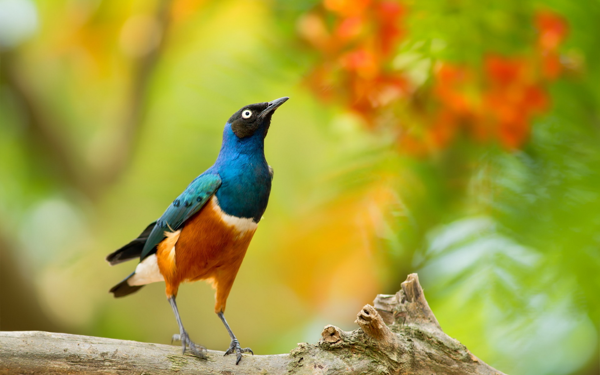 Free download wallpaper Birds, Bird, Animal, Depth Of Field on your PC desktop