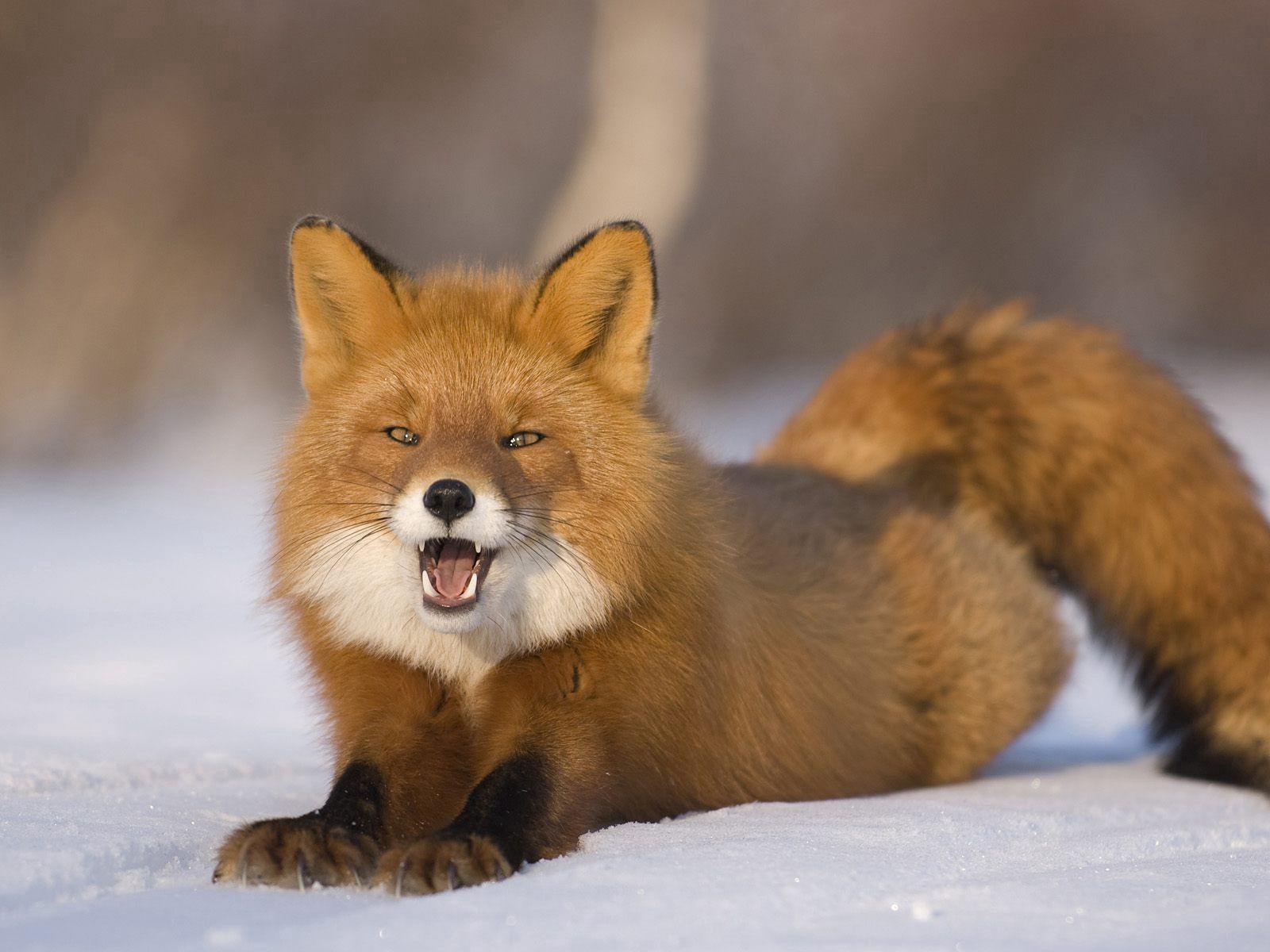 Download mobile wallpaper Surprise, Astonishment, Tail, Fluffy, Snow, Animals, Fox for free.