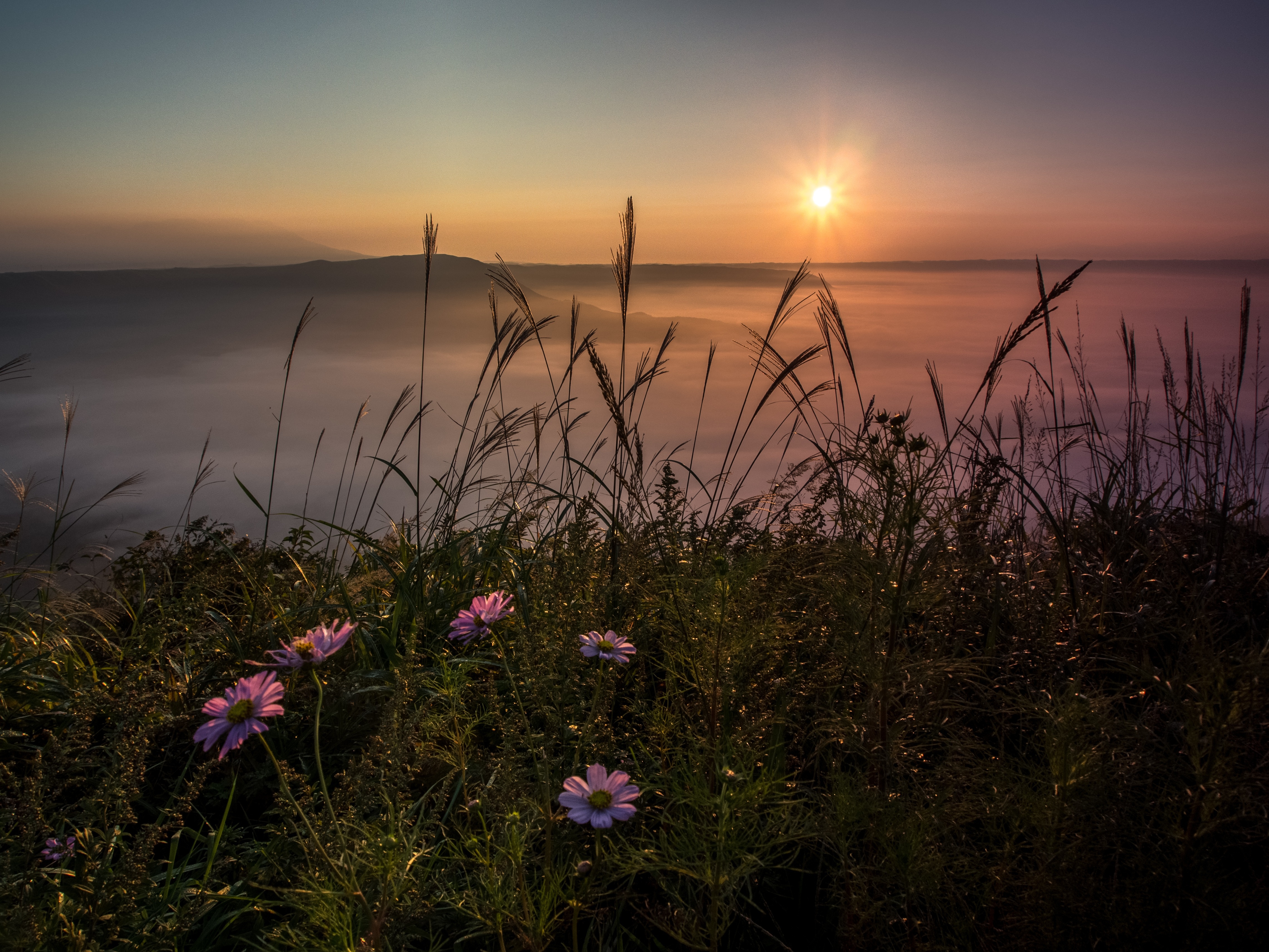Download mobile wallpaper Sunset, Grass, Sun, Flower, Earth, Cosmos for free.