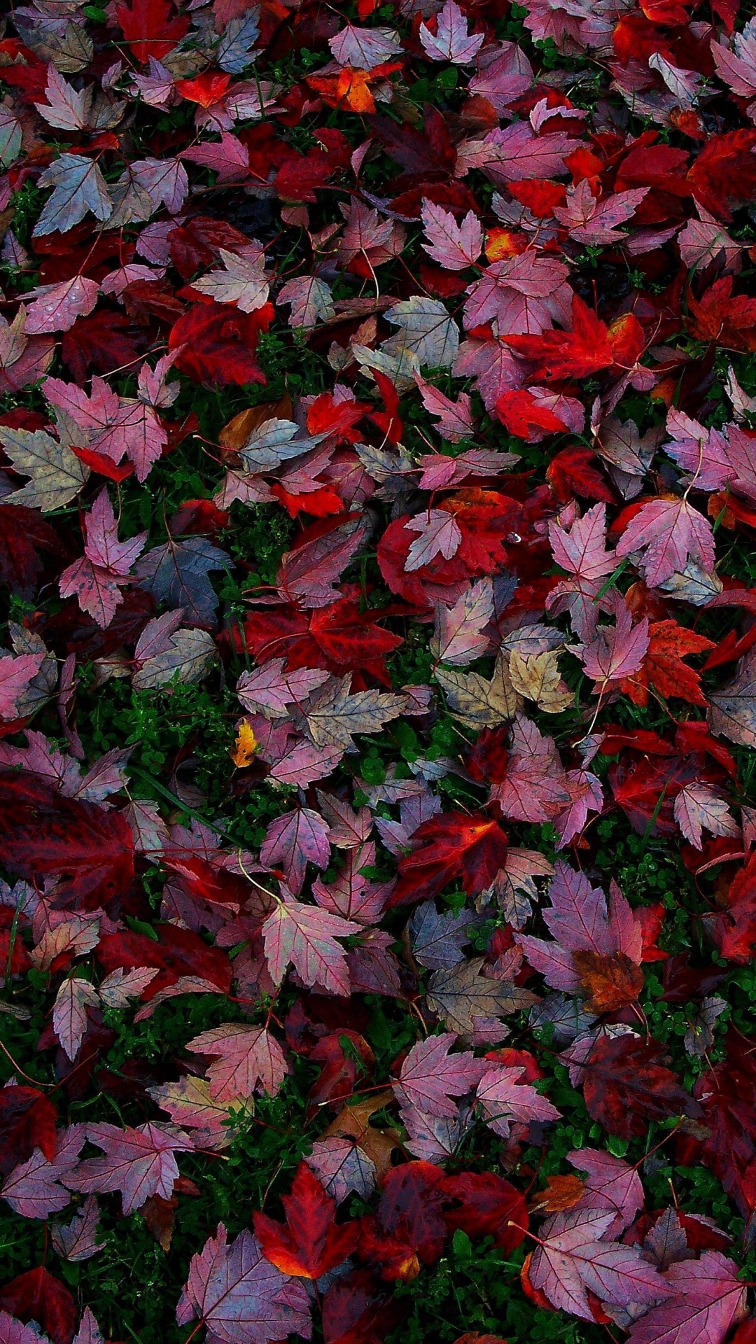 Download mobile wallpaper Leaf, Fall, Earth, Colors for free.