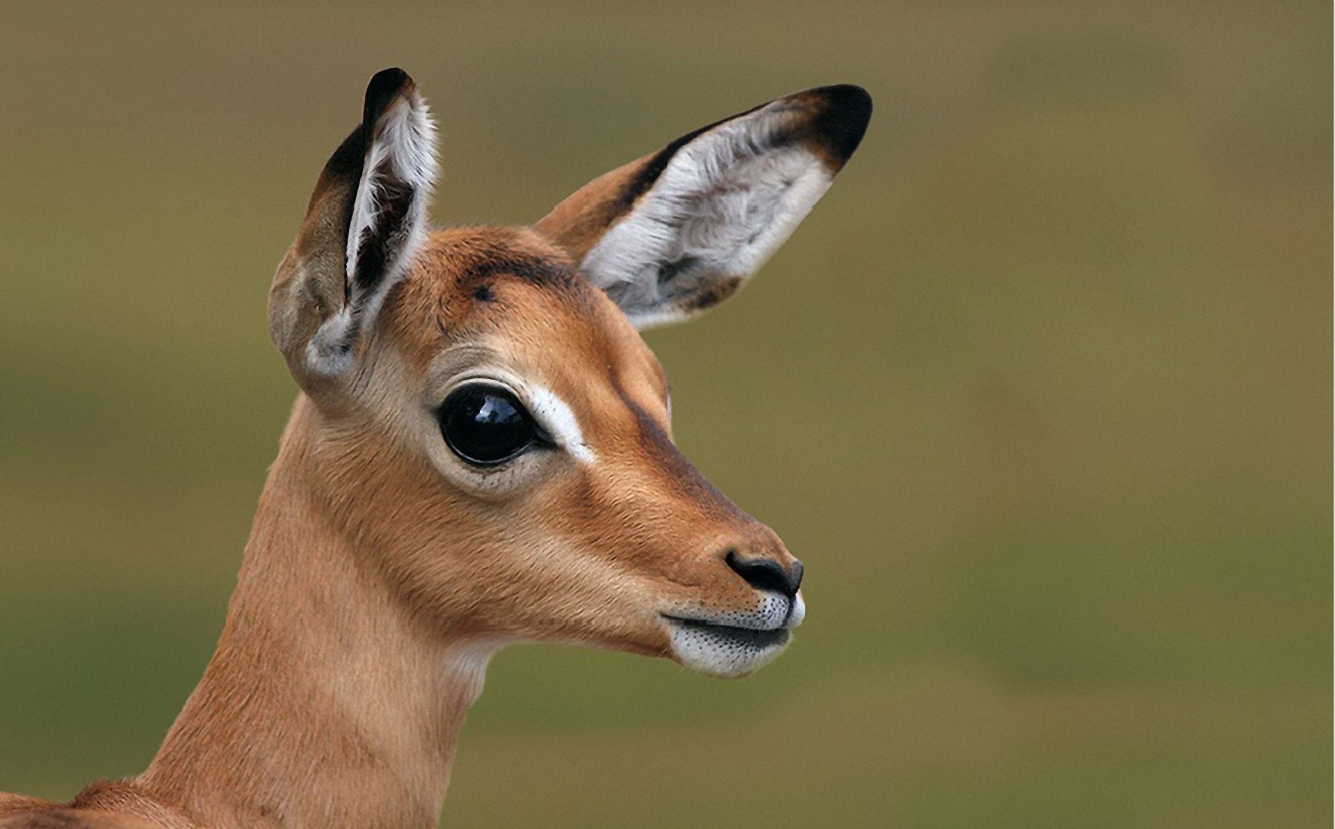 Free download wallpaper Animal, Deer on your PC desktop