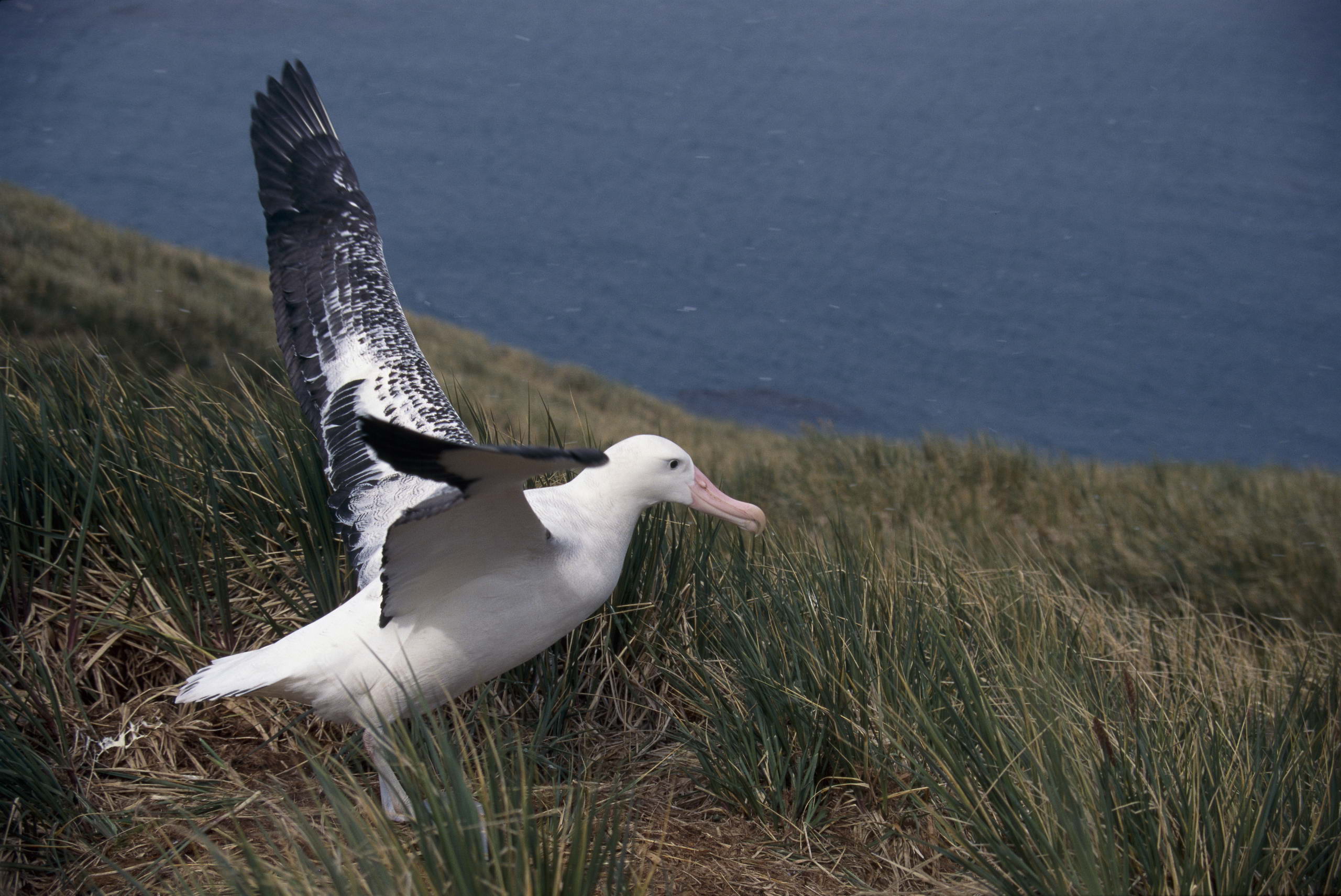 Descarga gratis la imagen Gaviota, Aves, Animales en el escritorio de tu PC