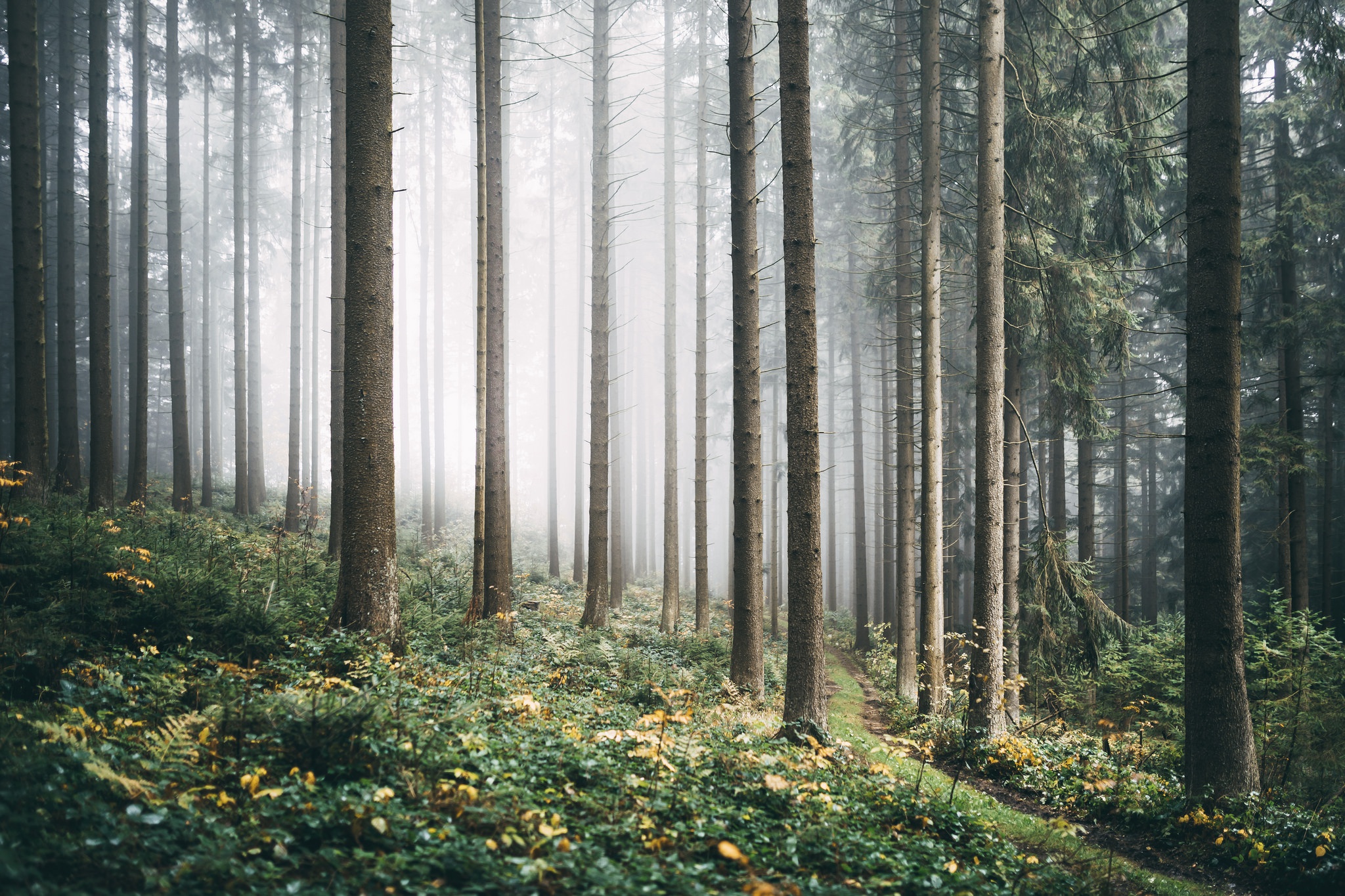 Free download wallpaper Nature, Forest, Tree, Fog, Earth, Path on your PC desktop