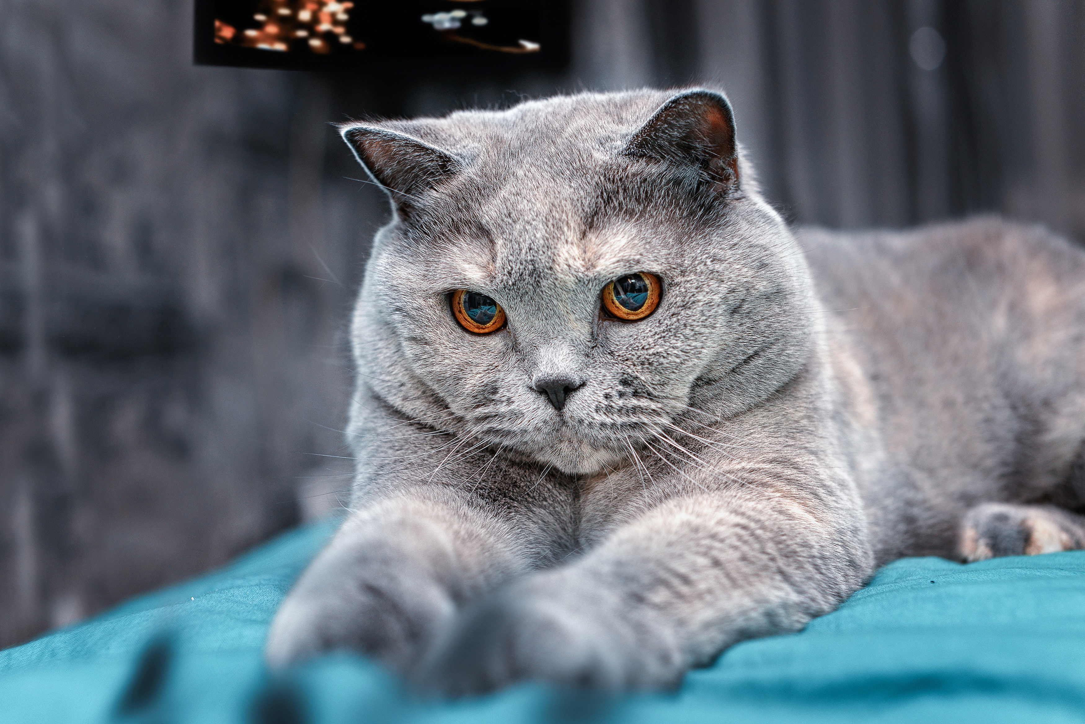 483152 descargar fondo de pantalla animales, británico de pelo corto, gatos: protectores de pantalla e imágenes gratis