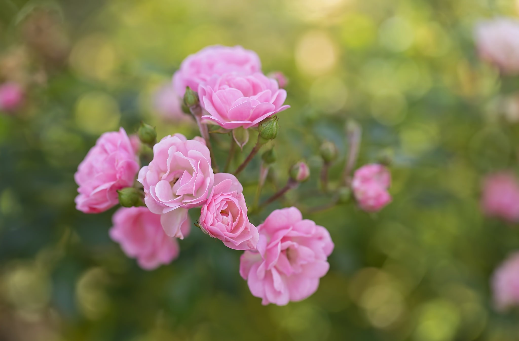 Téléchargez gratuitement l'image Fleurs, Rose, Fleur, Terre/nature sur le bureau de votre PC