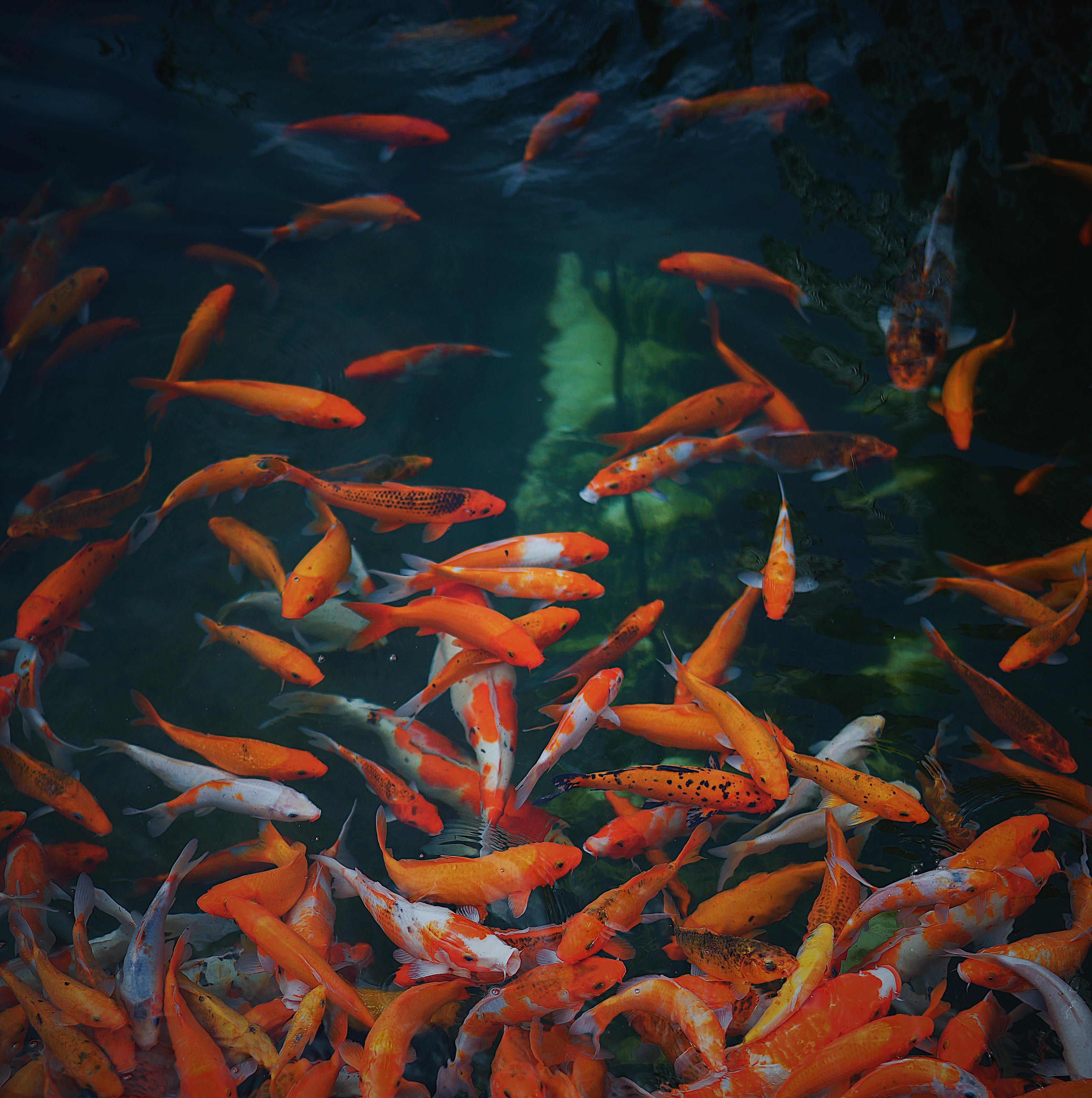 fishes, underwater world, gold, animals, golden HD wallpaper