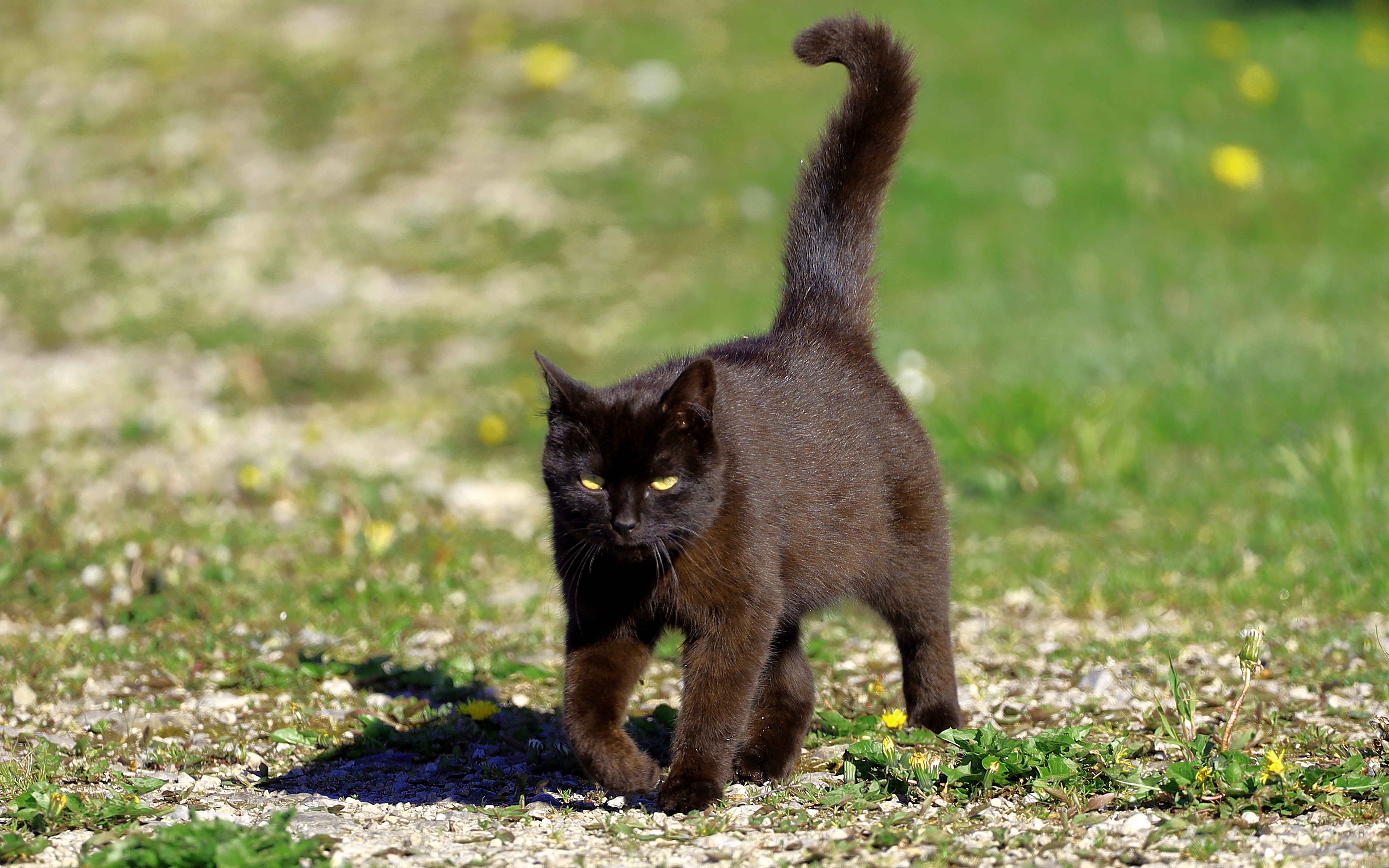 Handy-Wallpaper Tiere, Katze kostenlos herunterladen.