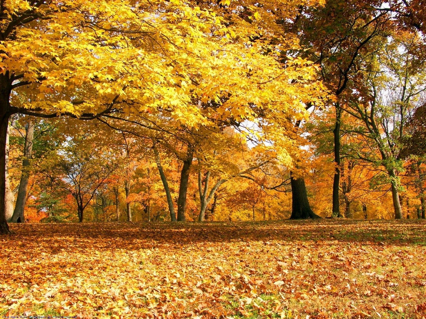 Скачать обои бесплатно Деревья, Осень, Пейзаж картинка на рабочий стол ПК