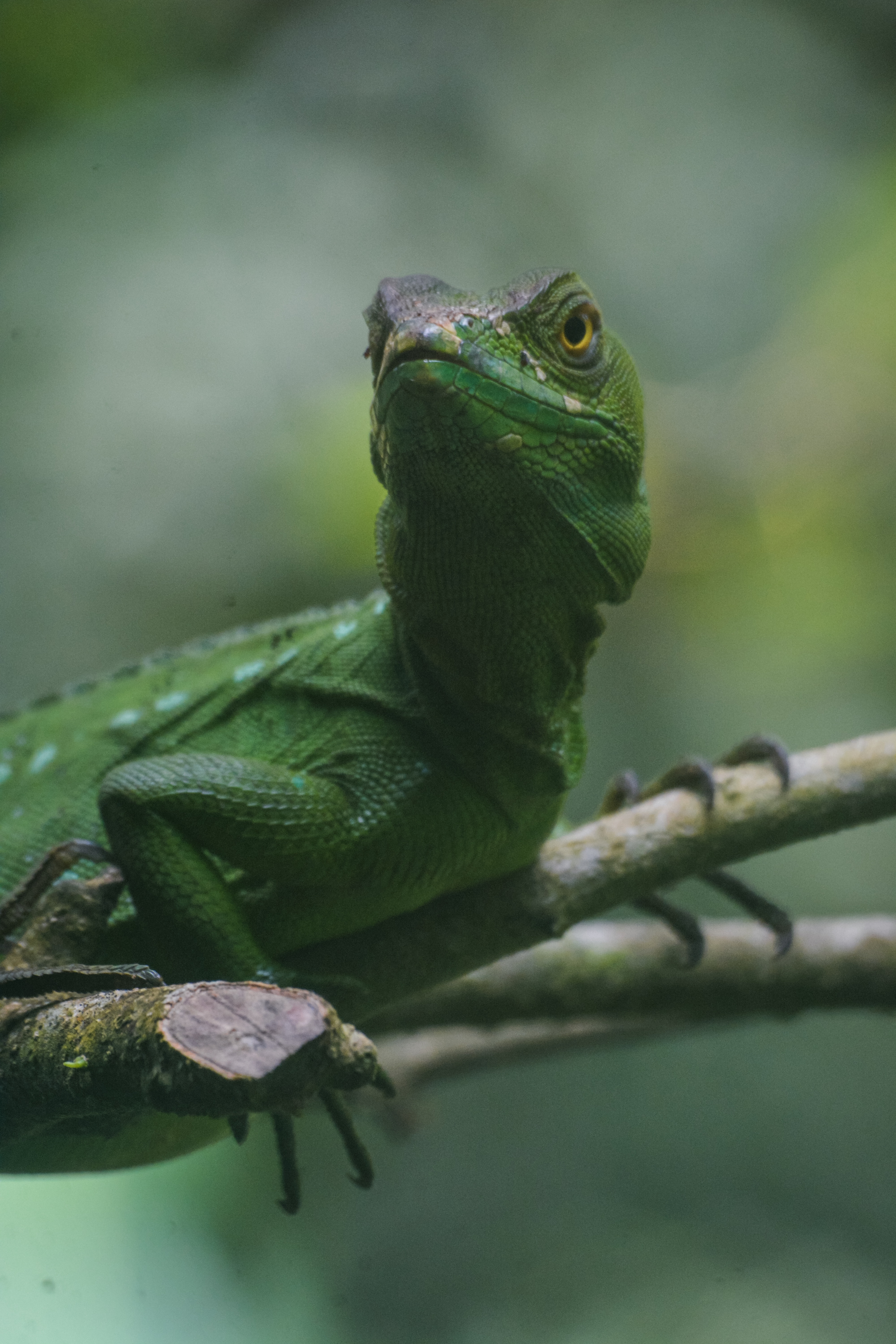 Download mobile wallpaper Reptile, Amphibian, Animals, Lizard for free.