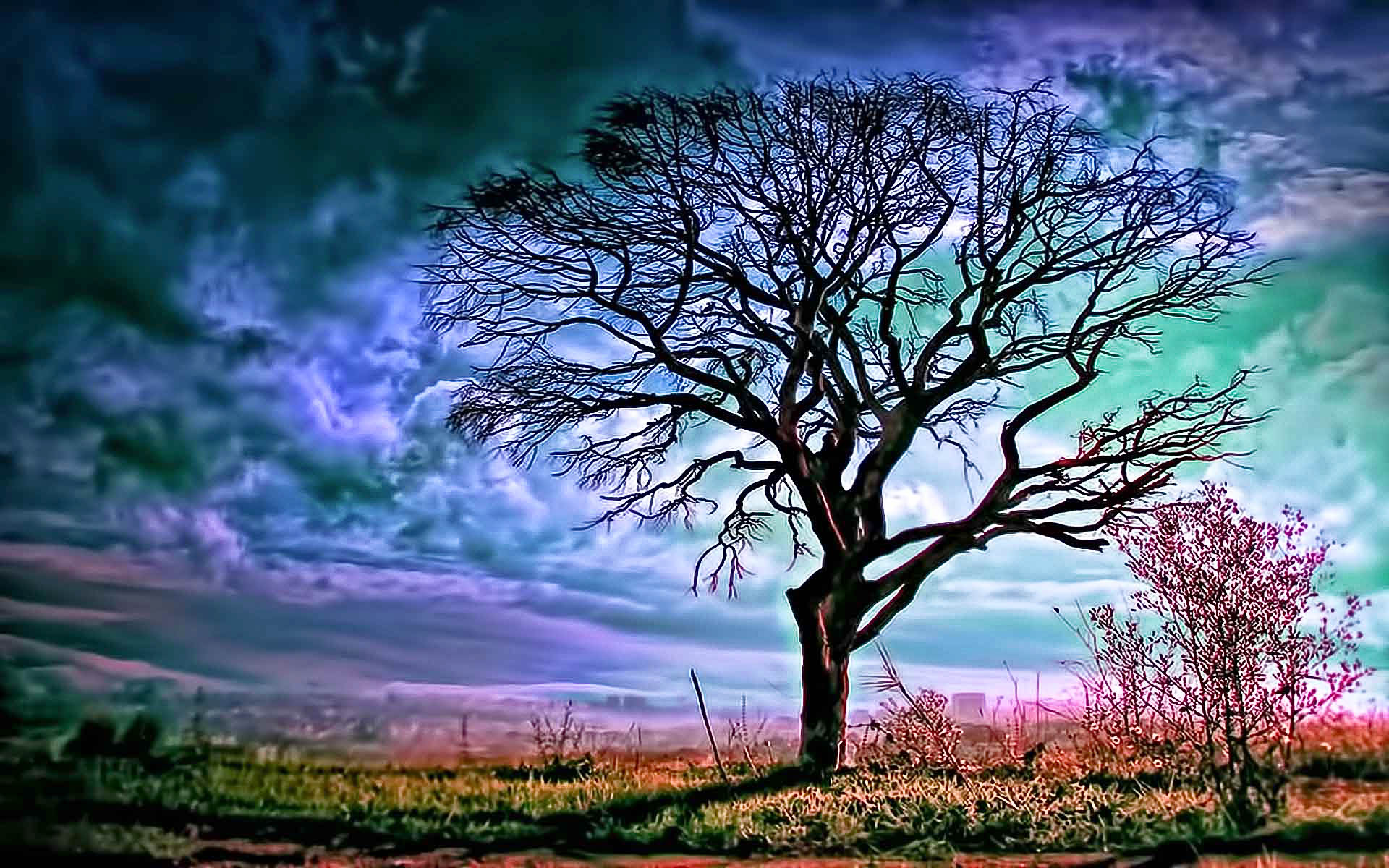 Téléchargez gratuitement l'image Arbre, Couleurs, Photographie, Ciel, La Nature, Imagerie À Grande Gamme Dynamique sur le bureau de votre PC