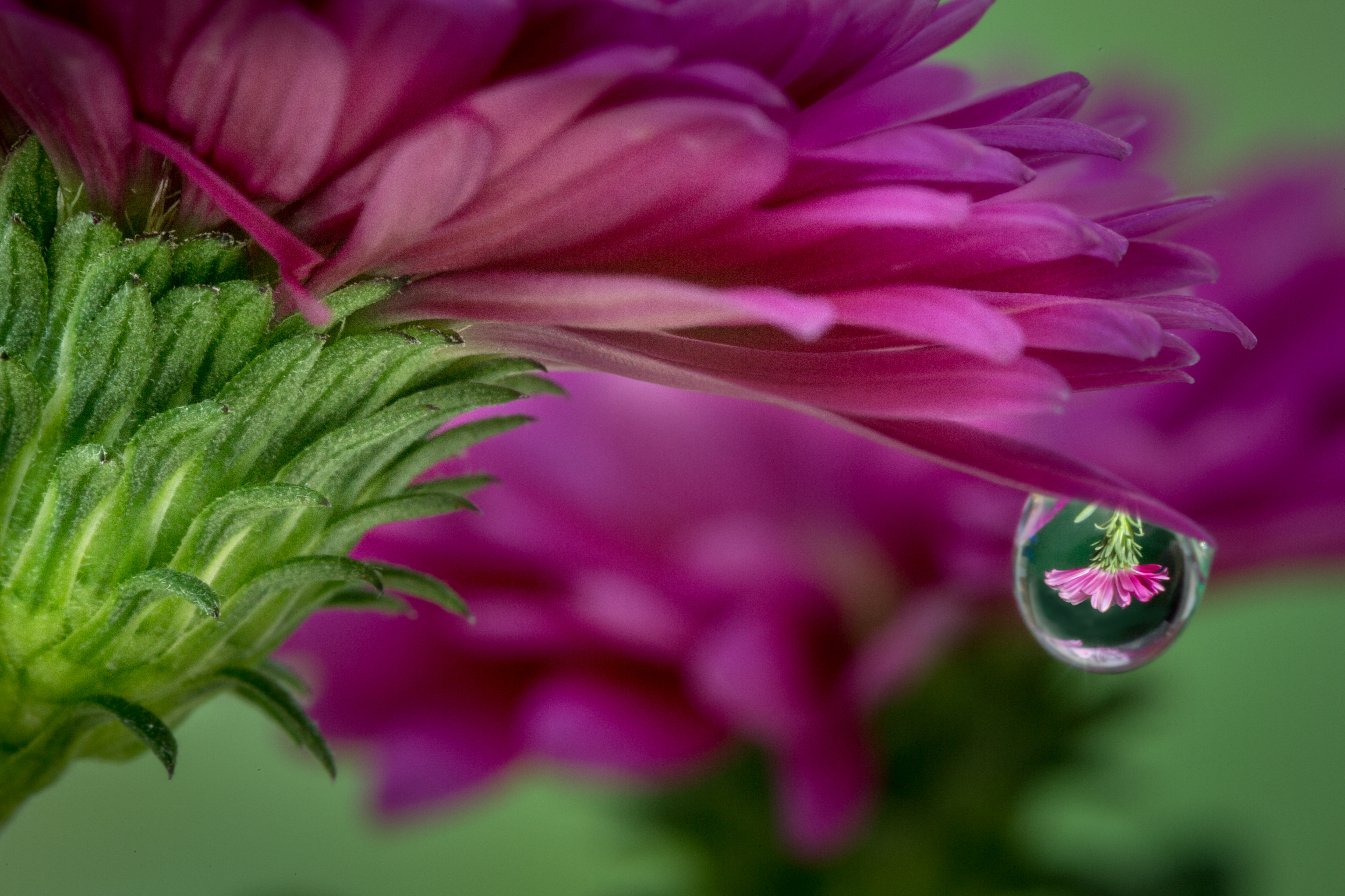 Download mobile wallpaper Nature, Flowers, Reflection, Flower, Macro, Earth, Purple Flower, Water Drop for free.
