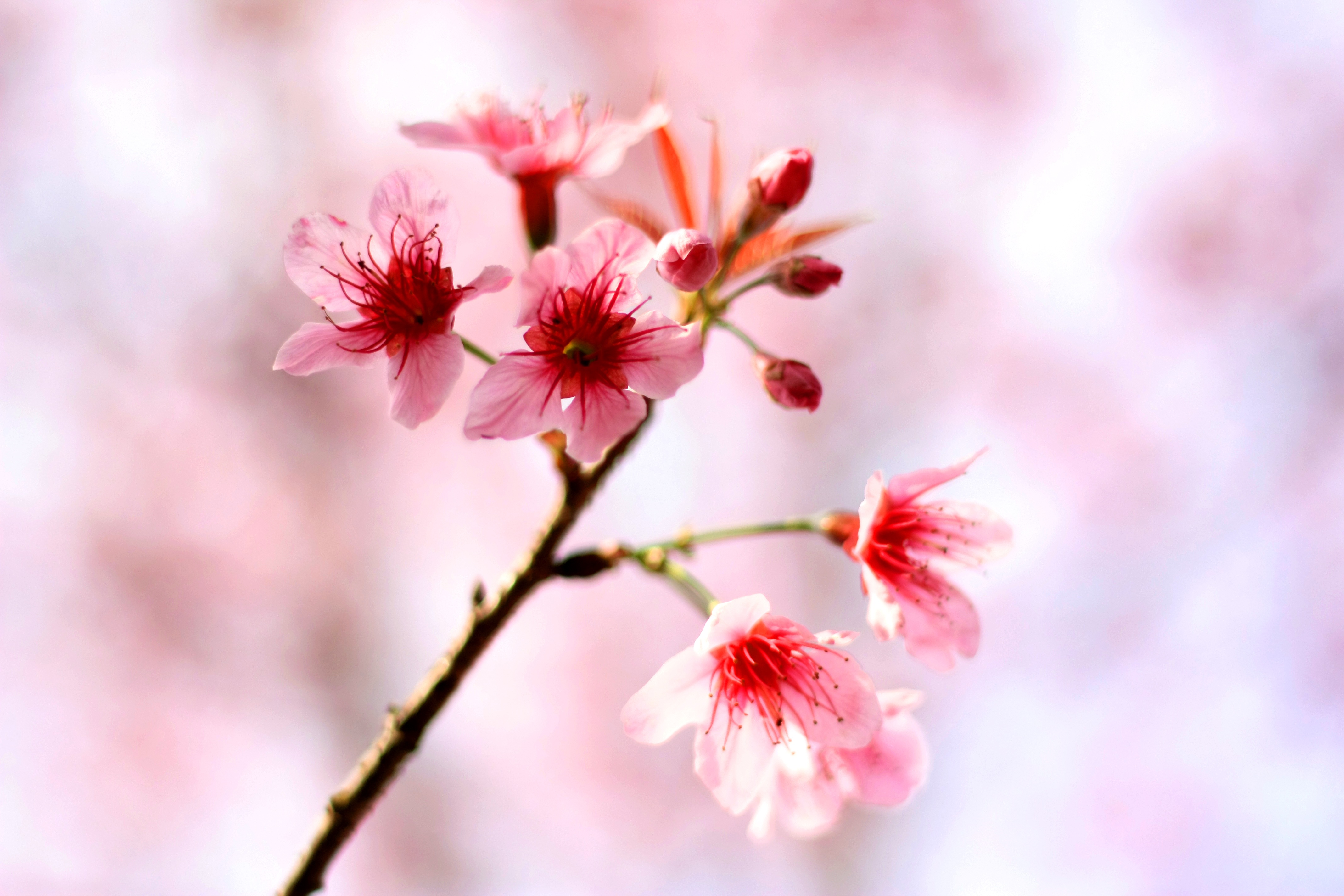 Download mobile wallpaper Macro, Bloom, Flowering, Flowers, Spring, Cherry for free.