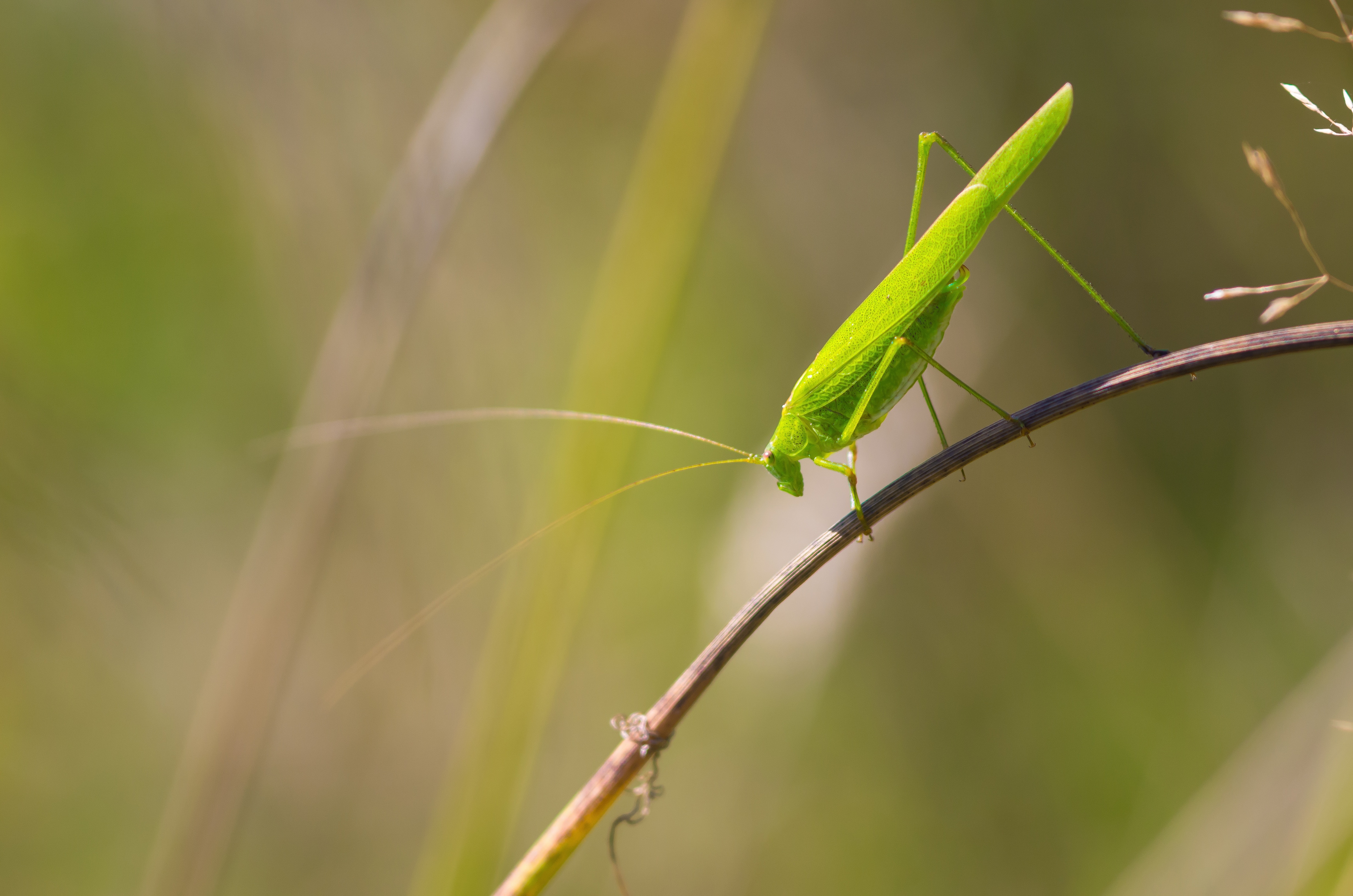 Free download wallpaper Insect, Animal, Grasshopper on your PC desktop
