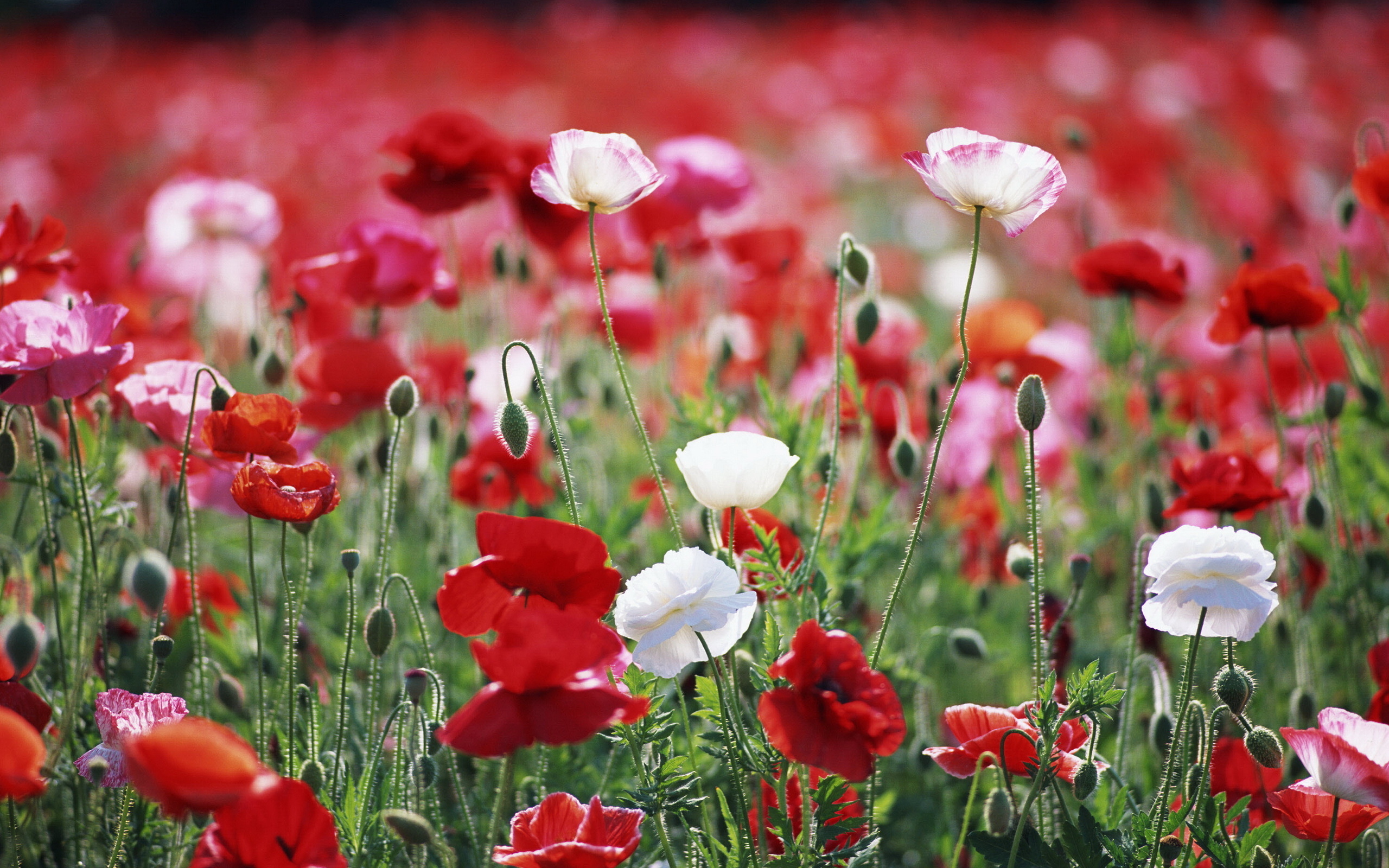 Free download wallpaper Earth, Poppy on your PC desktop