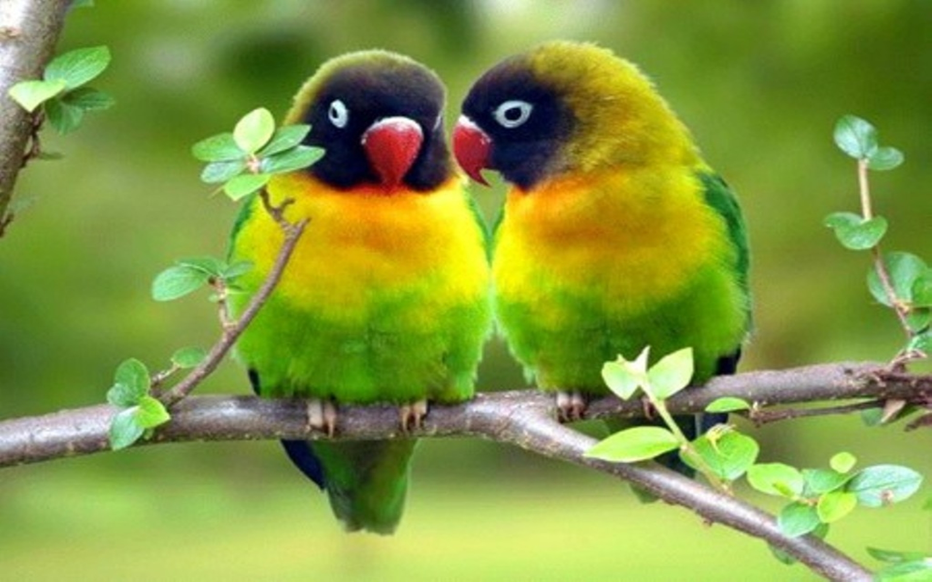 Download mobile wallpaper Birds, Bird, Animal for free.